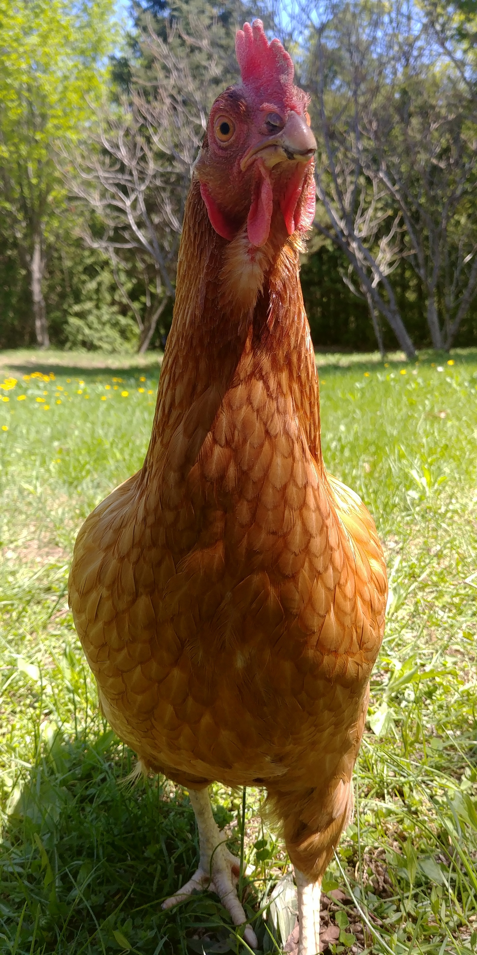 Neighbor's cock that comes to eat our ducklings' food - My, Hen, , , Birds