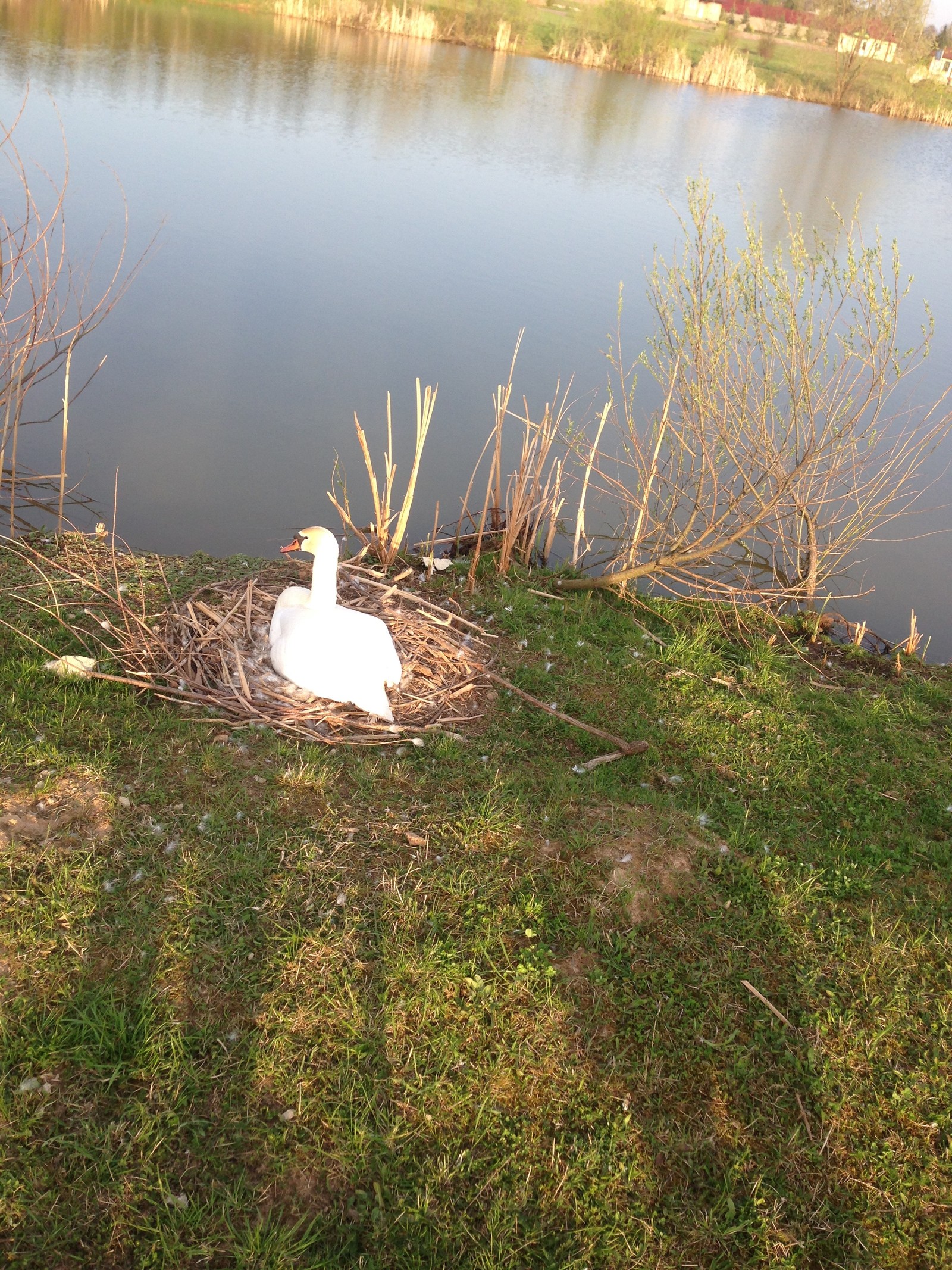 On the border of the Kaluga and Moscow regions there is a wonderful place Bird Park part 2 - My, My, Weekend, Longpost, Birds