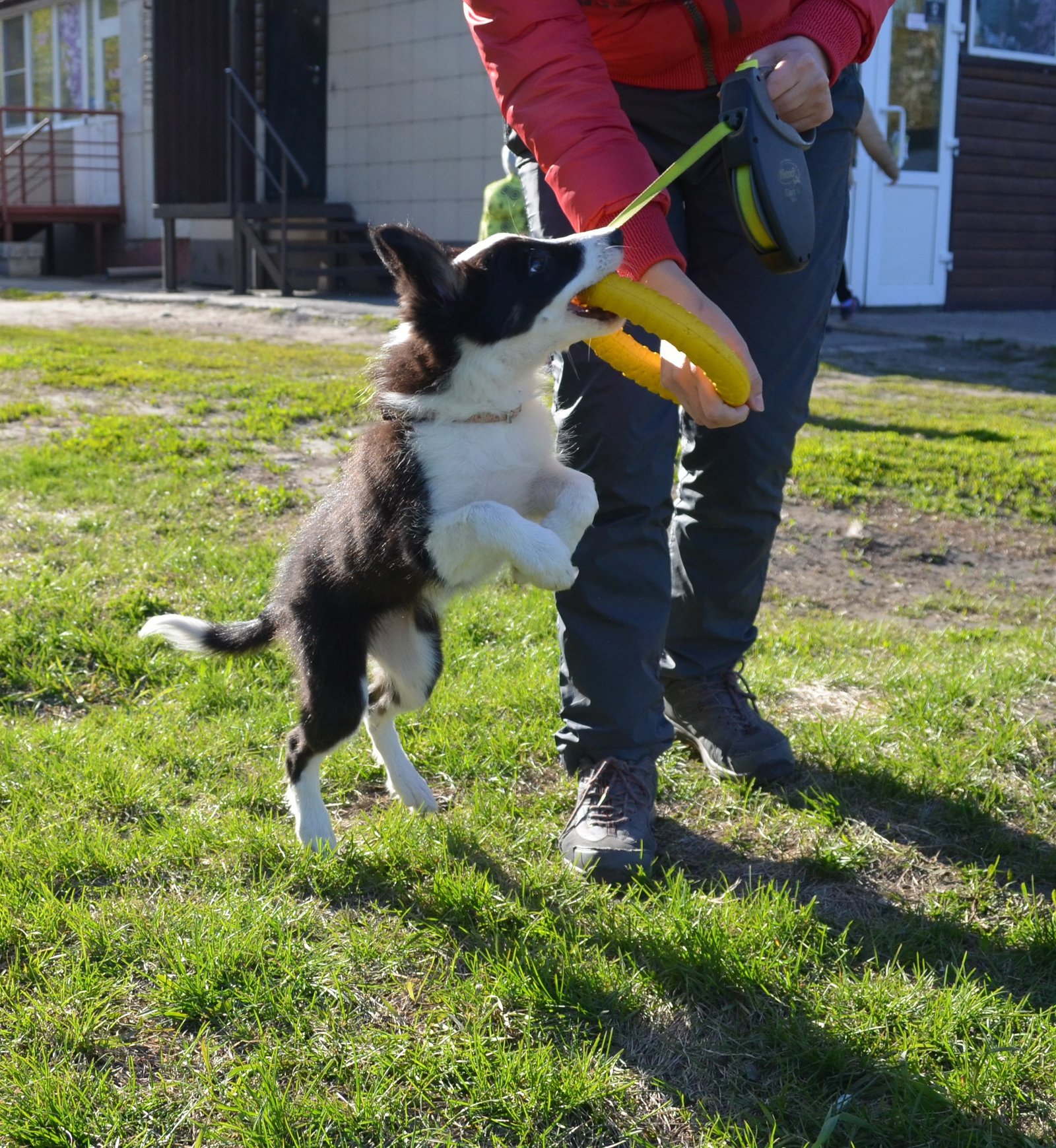 Border and just a little bit of corgi, walk - My, Dog, Corgi, Border Collie, Longpost, The photo