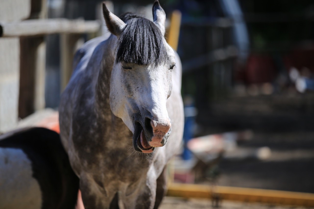 They say that animals are always photogenic. Oh well :)) - My, Horses, Photogenic, Charisma, Animals, Longpost