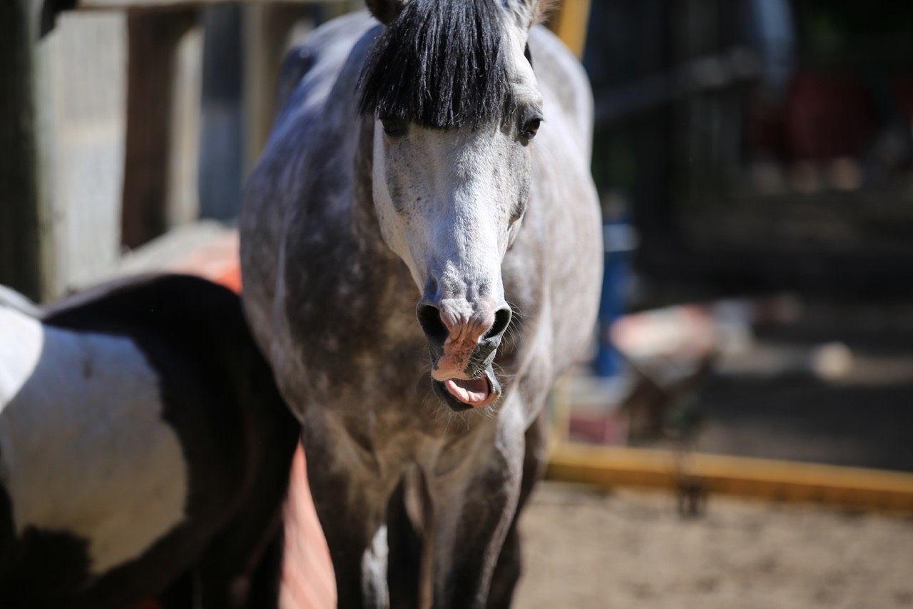 They say that animals are always photogenic. Oh well :)) - My, Horses, Photogenic, Charisma, Animals, Longpost