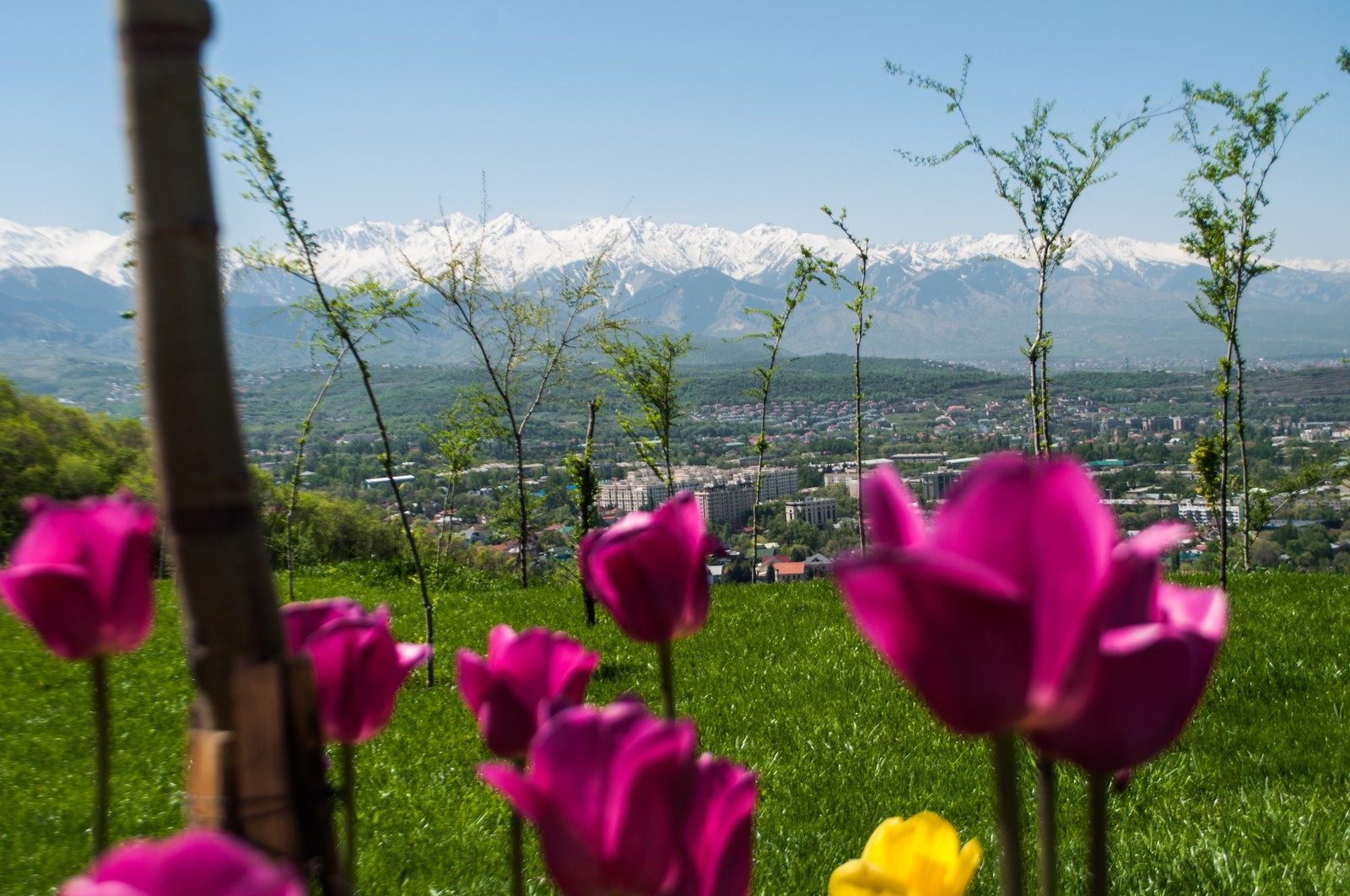 Everyone starts somewhere somewhere. - My, The photo, Metro, Almaty mountains, Flowers, Nature, Longpost