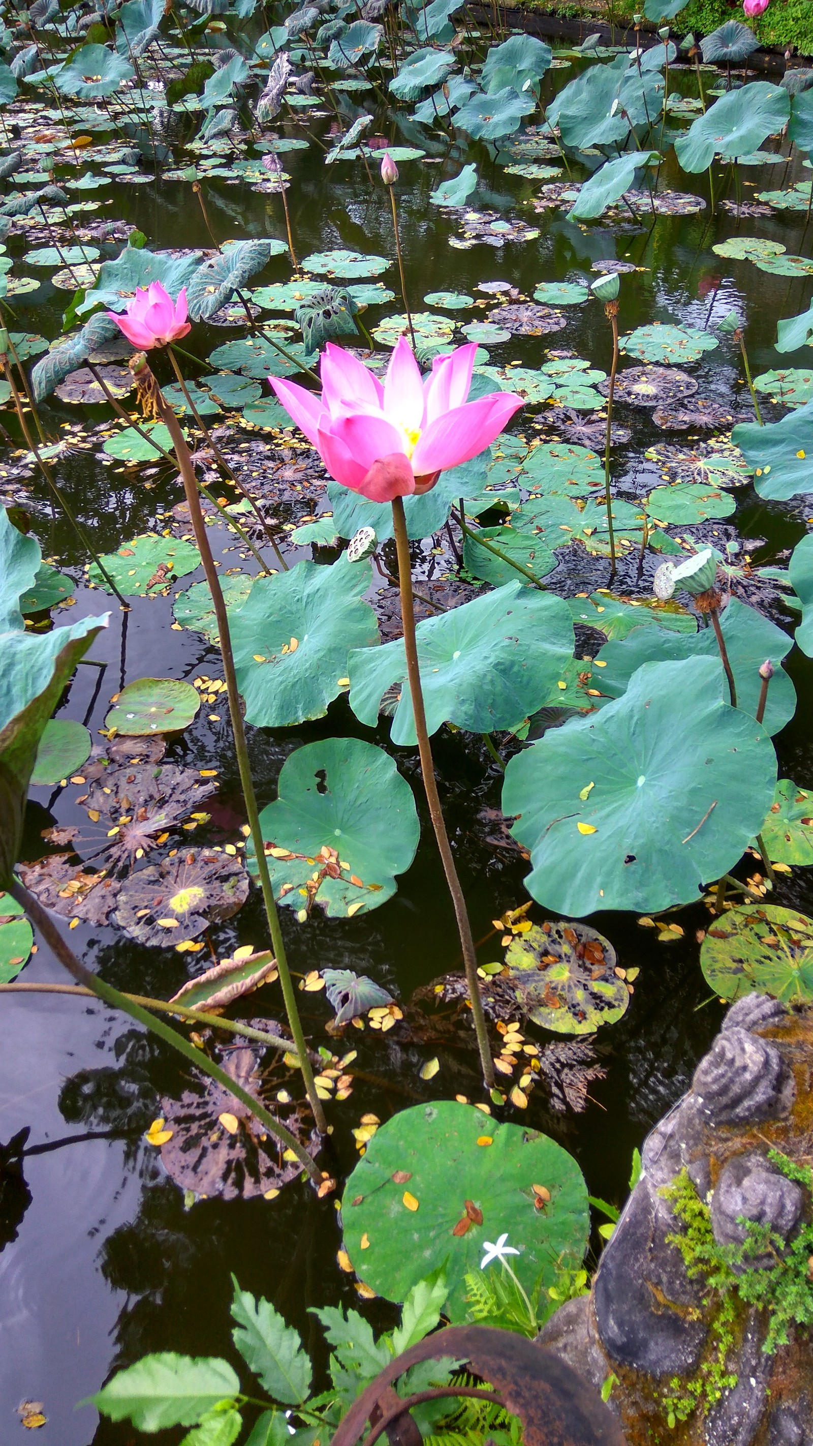 Lotus Temple - My, Lotus, Temple, Bali, Nature, beauty, Longpost