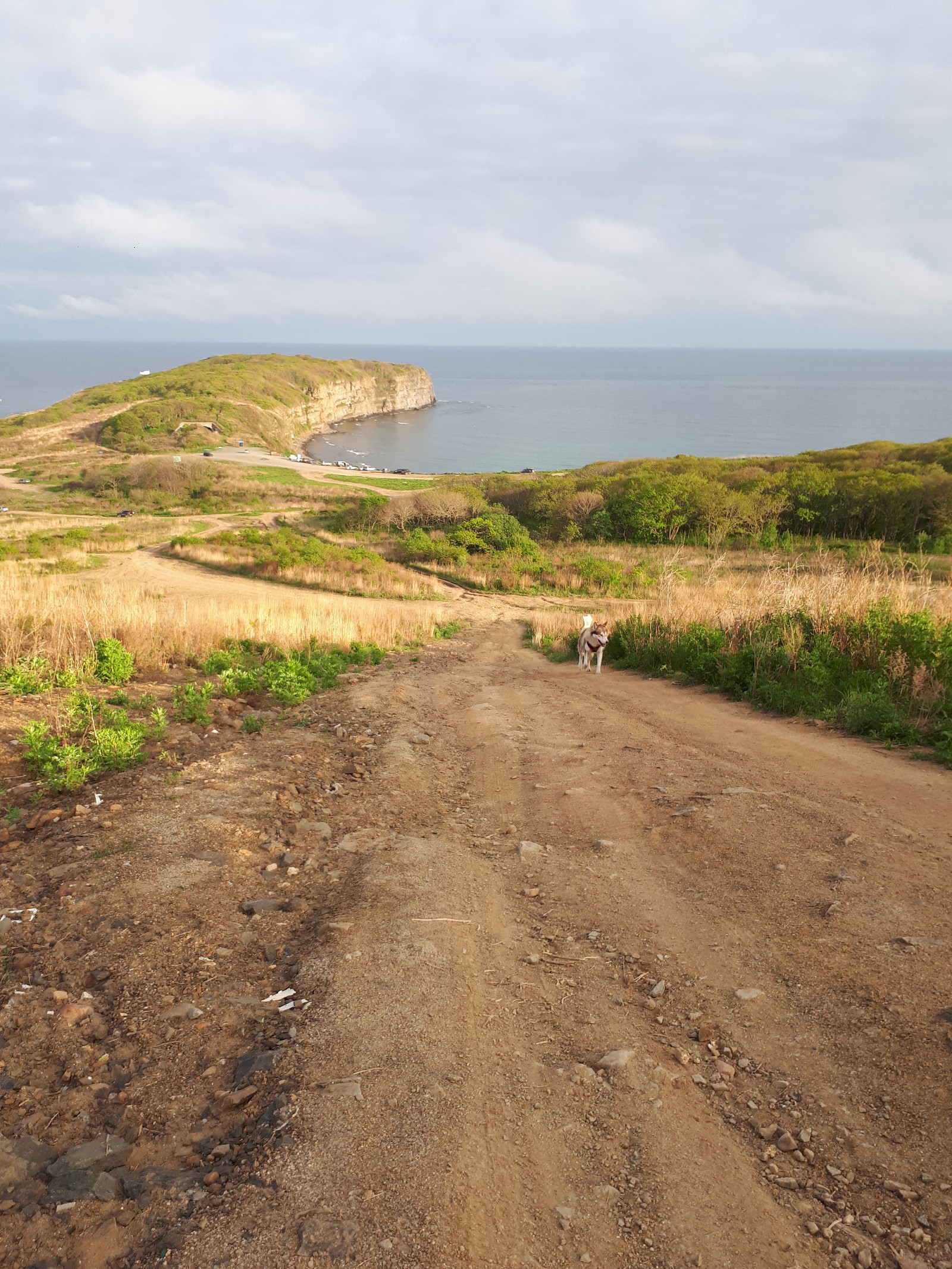 City by the sea - My, Dog, Alaskan Malamute, Vladivostok, Russian island, Longpost