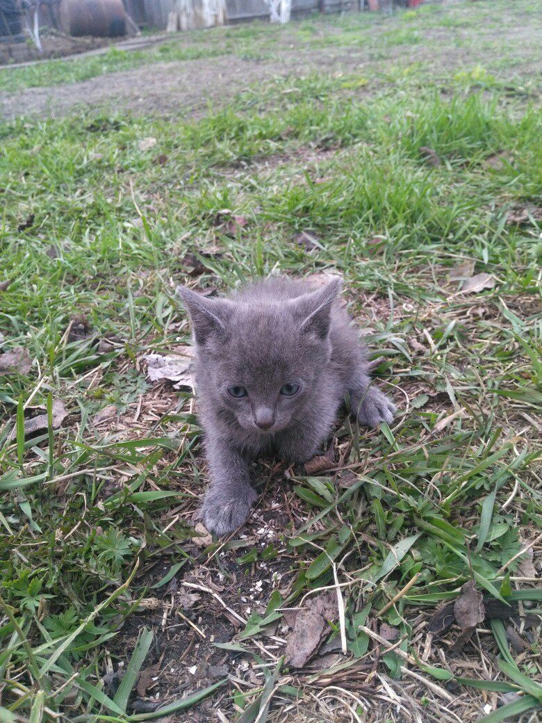 I'll give you kittens. Novosibirsk and Orda. - My, Novosibirsk, Ordynskoye, cat, In good hands, , Akademgorodok, Freebie, Is free, Longpost