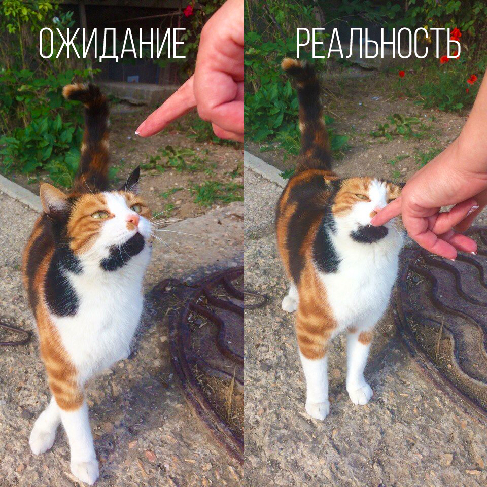 Моя фотогеничность - Моё, Кот, Фотогеничность, Ожидание, Реальность, Ожидание и реальность, Фото на тапок