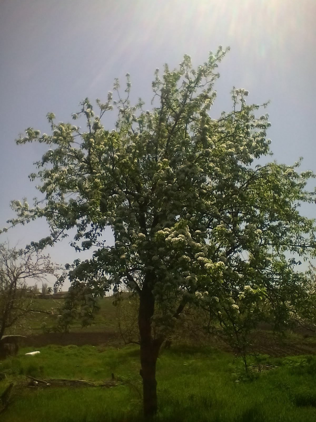 Sakura blossom - My, Garden, Donbass, Spring, Longpost