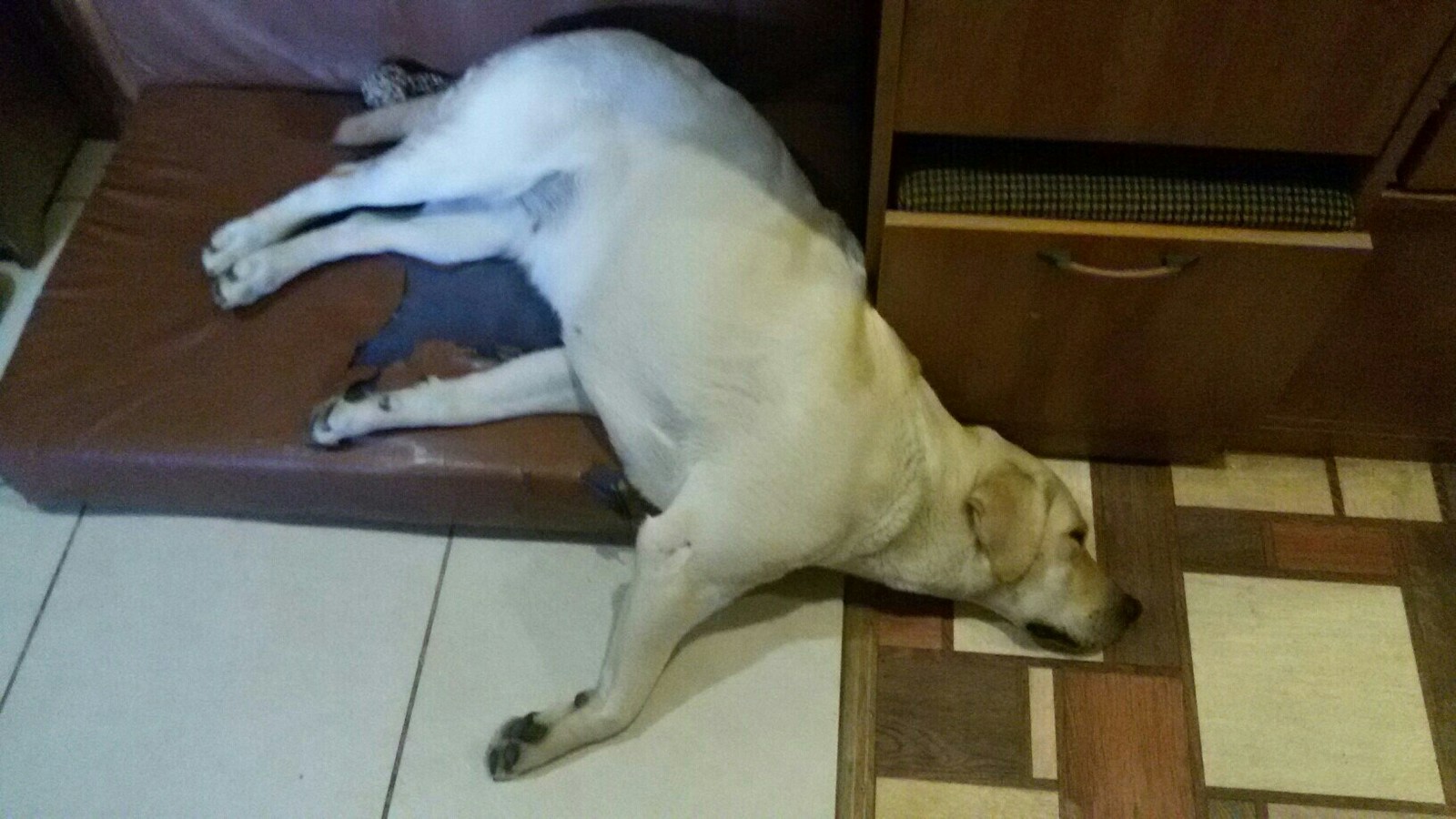 After a hard day at work - Dog, Fatigue, Dream, Animals