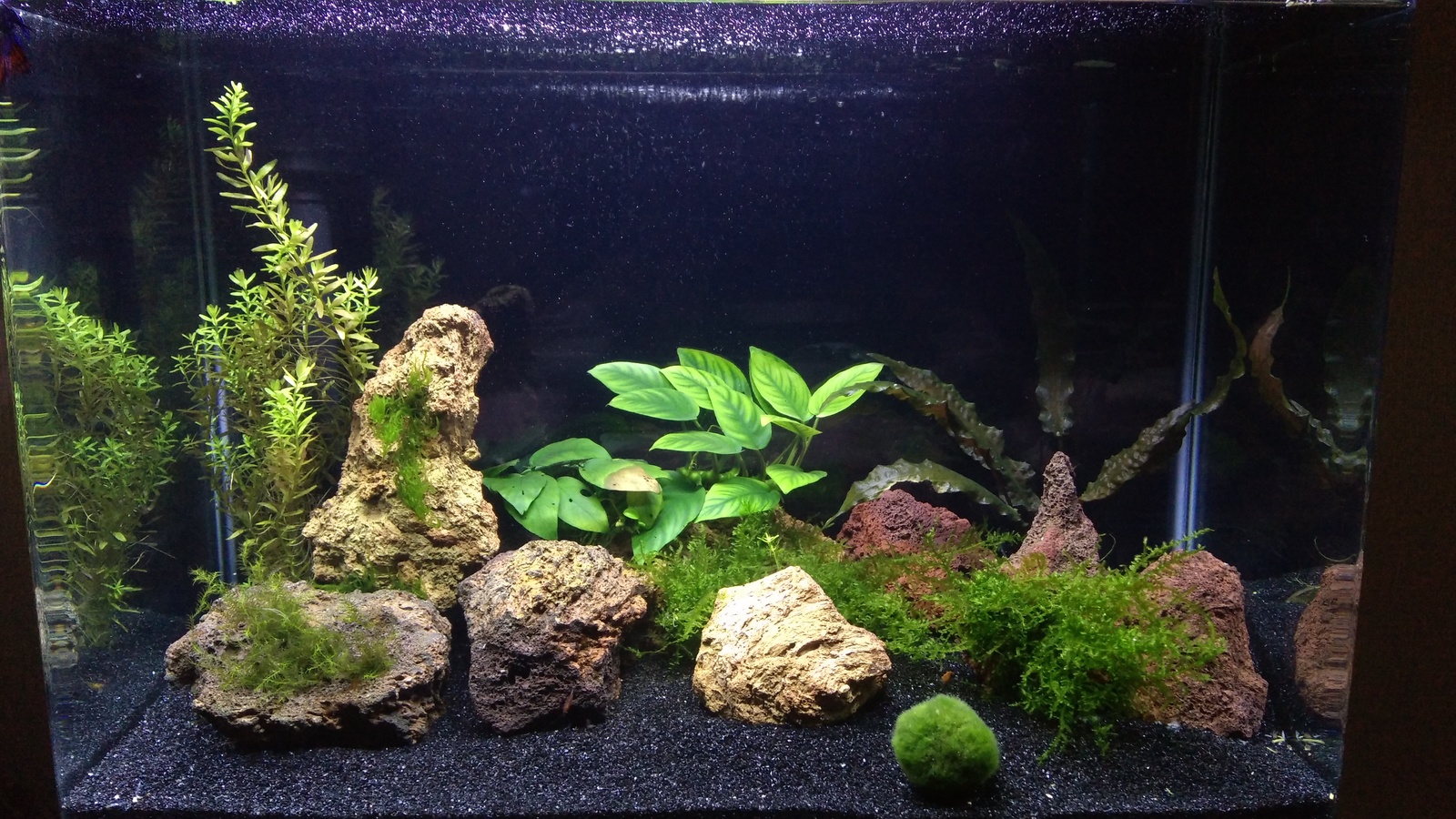 sacred rostrum - My, Aquarium, Hobby, Shrimps, Longpost