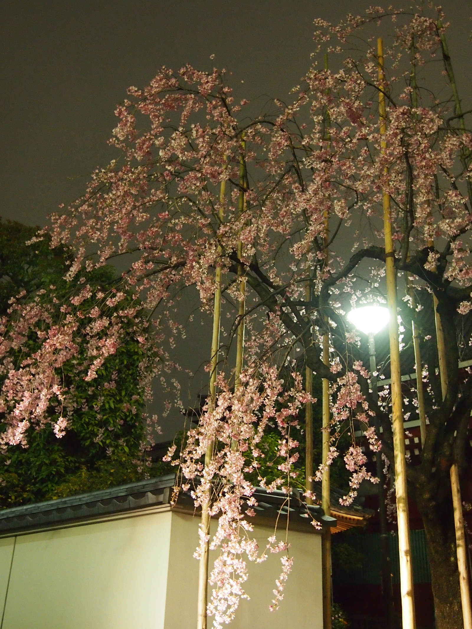 Yuzakura - My, Japan, Sakura, Asakusa, Travels, Longpost