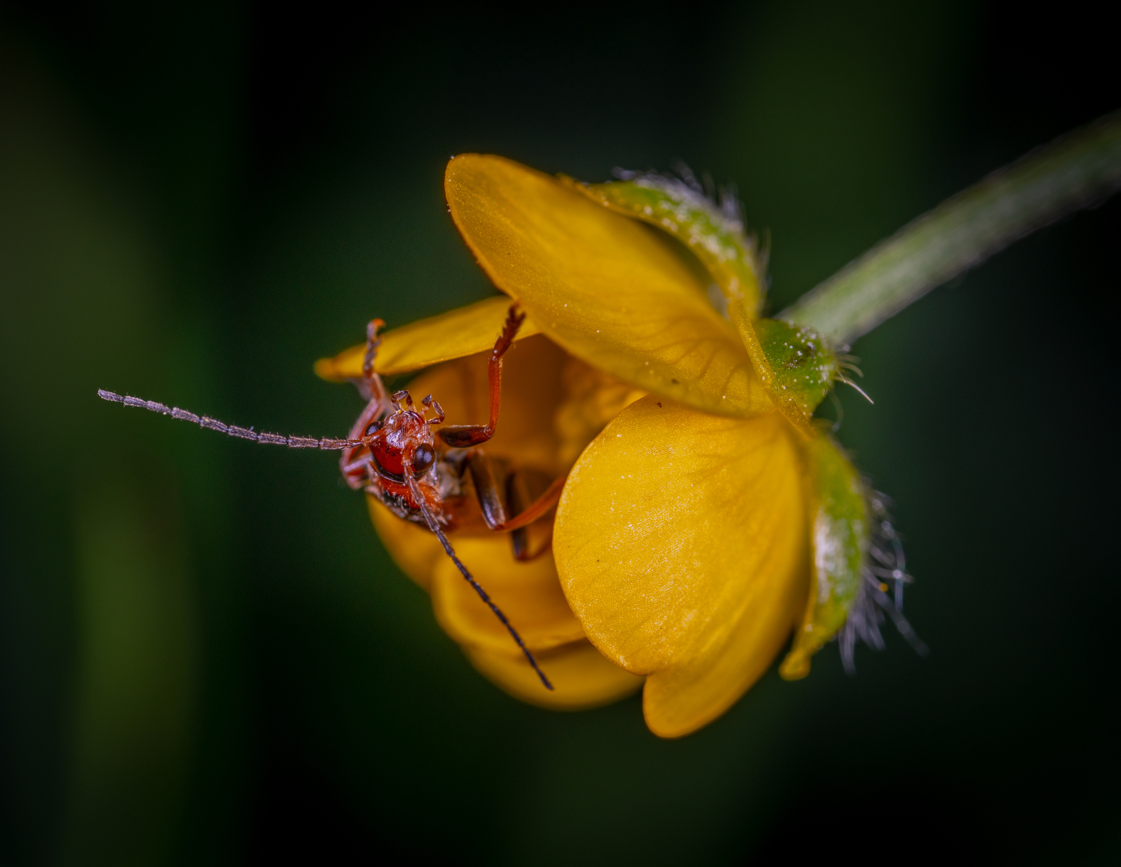 Beetle and his apartment - My, Firefighters, Жуки, Soft-bodied, Buttercup, Macro, Macrohunt, Mp-e 65 mm, Macro photography