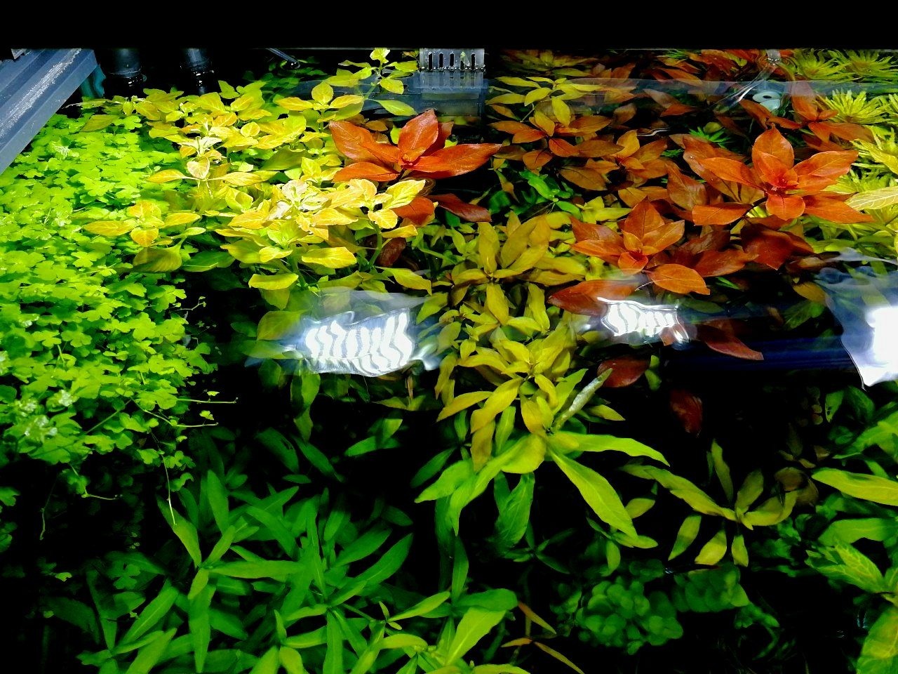 My underwater dream - My, Aquarium, Dream, Hobby, Aquarium fish, Aquarium plants, Aquarium shrimp, Knowledge, Longpost