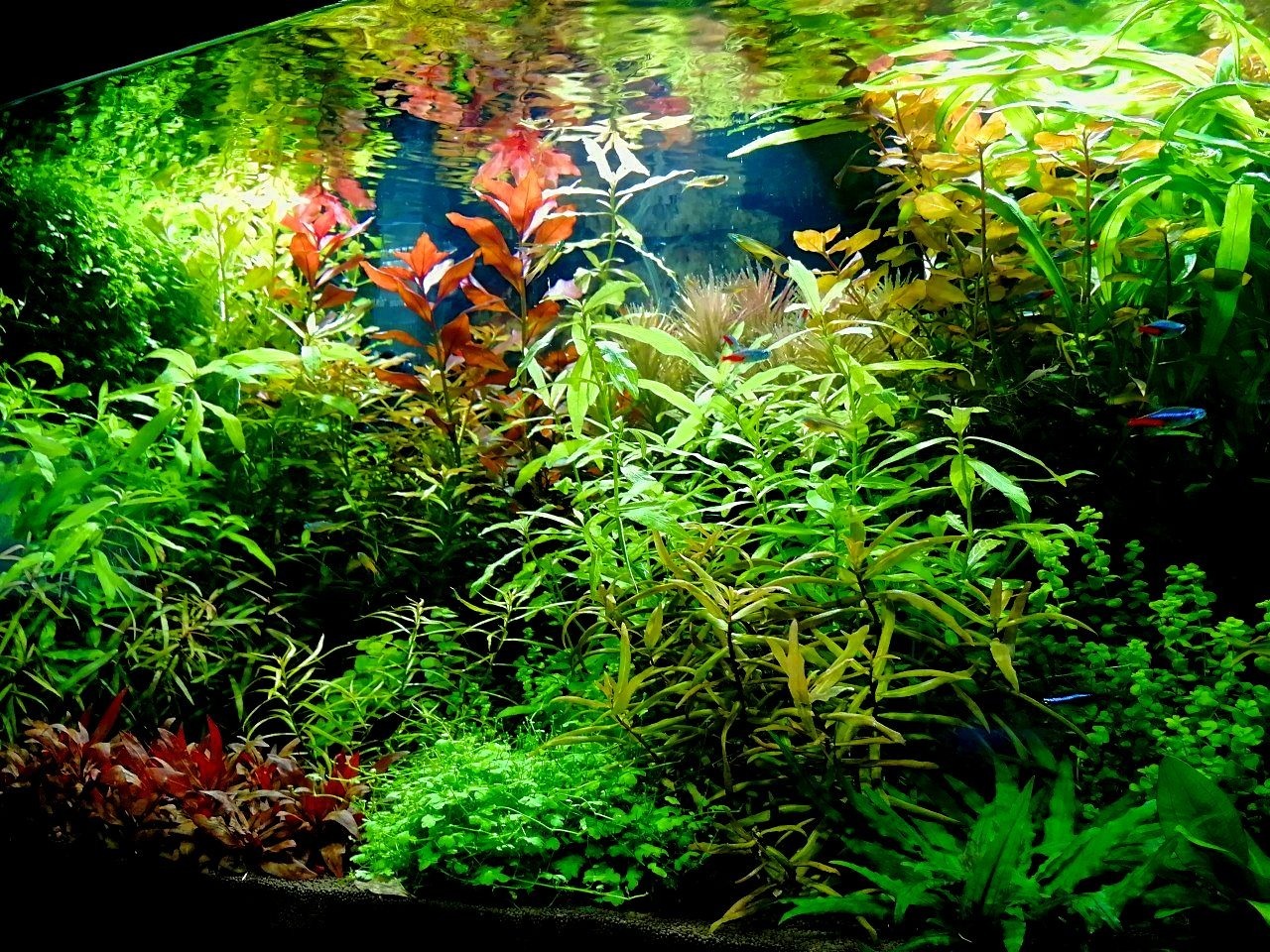 My underwater dream - My, Aquarium, Dream, Hobby, Aquarium fish, Aquarium plants, Aquarium shrimp, Knowledge, Longpost