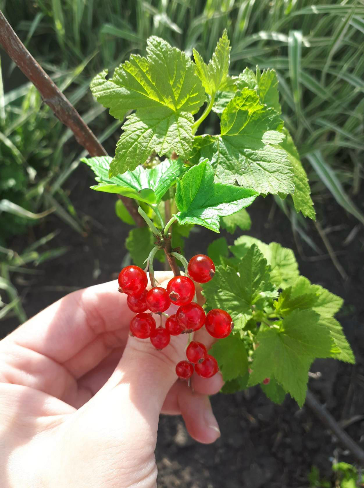 Веточка красной смородины из полимерной глины - Моё, Красная смородина, Ягоды, Полимерная глина, Рукоделие без процесса, Ручная работа, Длиннопост