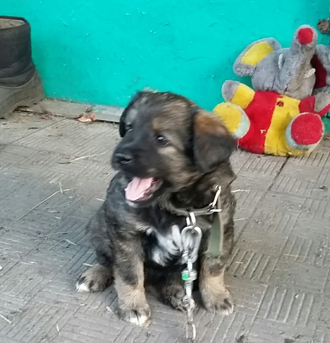 Осторожно, злая собака и хозяин! | Пикабу