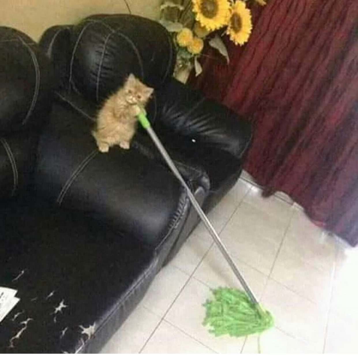 When you don't want to, but really need it. - , Cleaner, cat, Animals