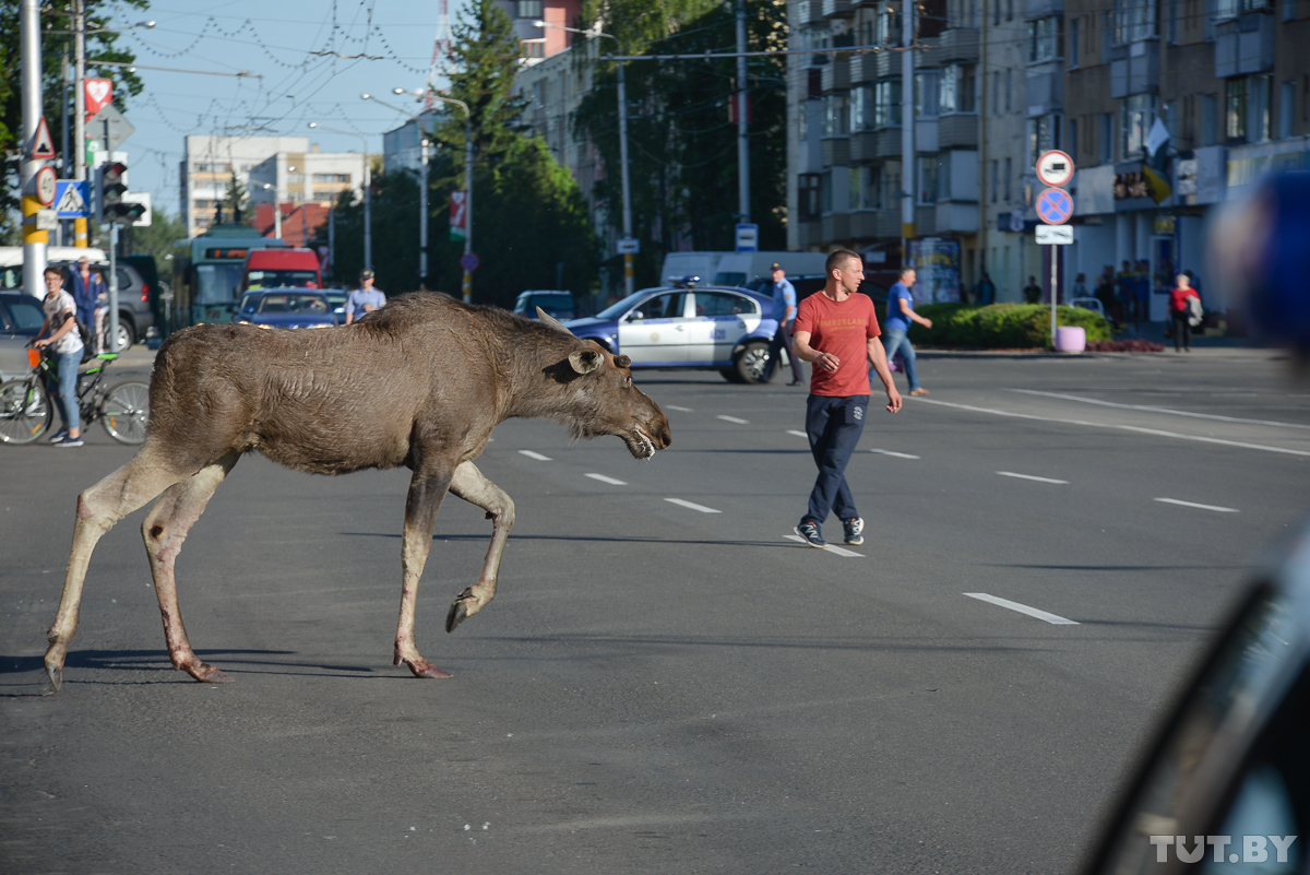 poor moose - Elk, Bobruisk, Longpost, it's a pity, A pity