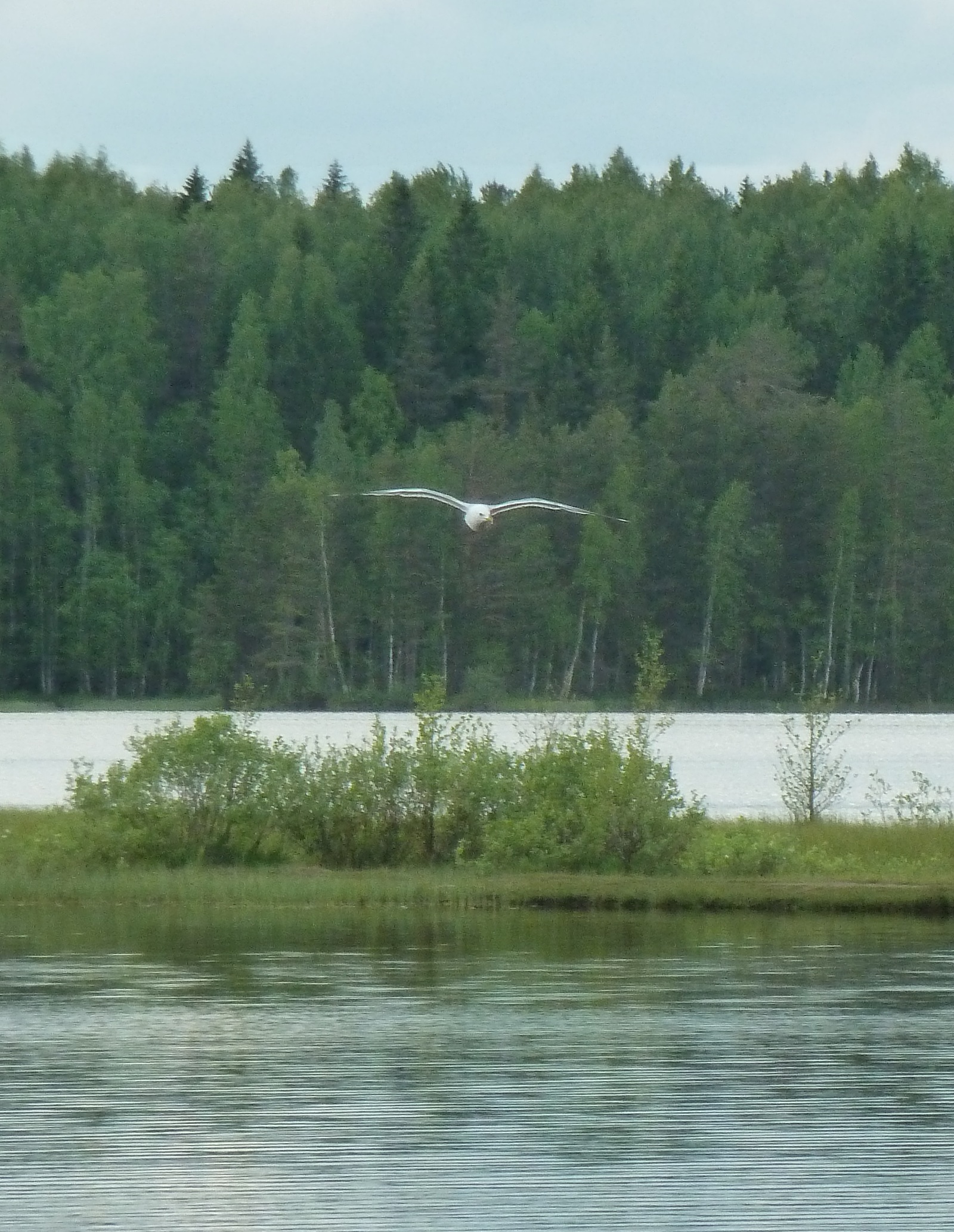 copper lake - My, copper lake, Seagulls, Lake, Copper Plant, White Nights, The photo, dust, Longpost