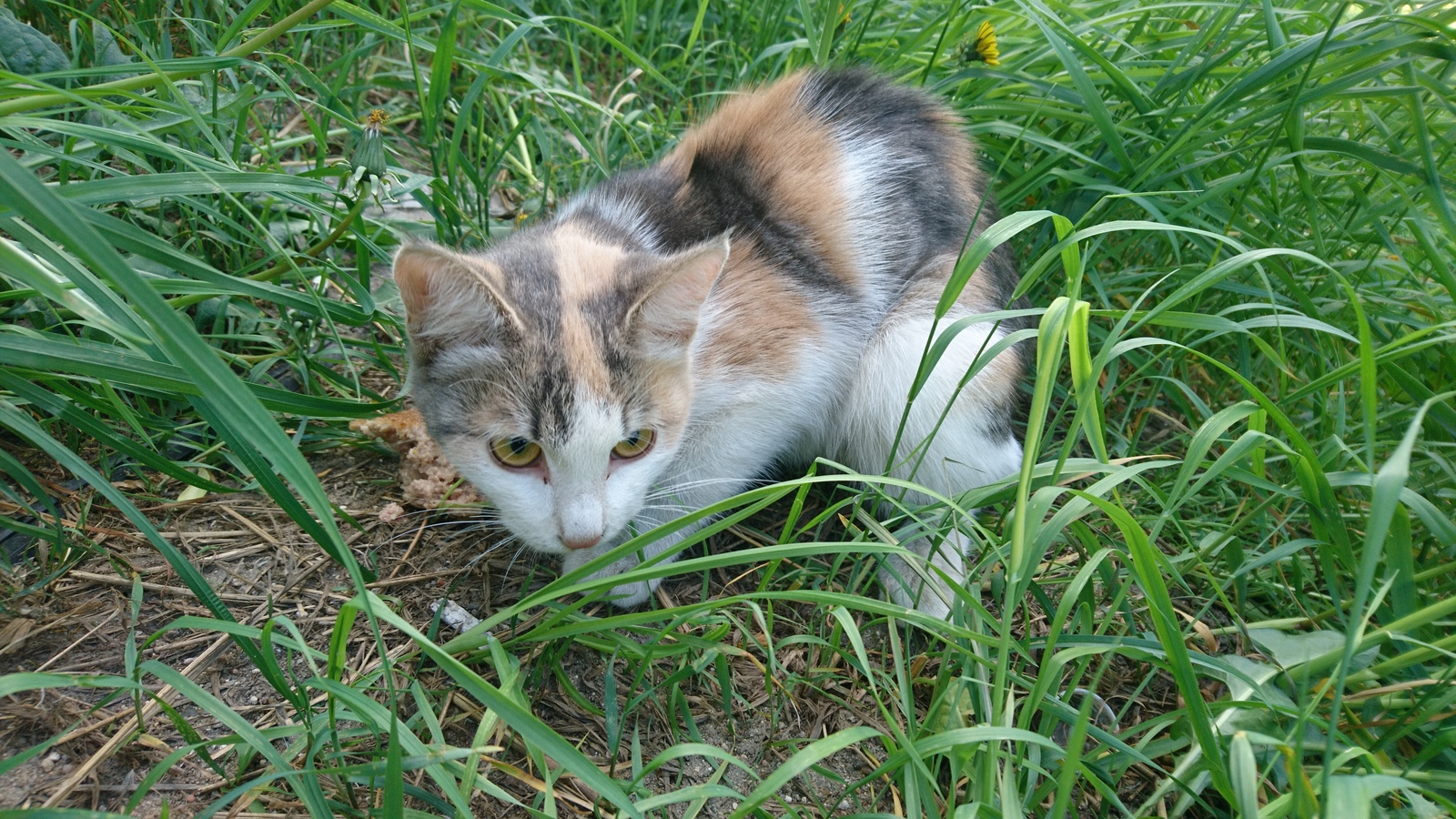 Found a cat! - cat, Lost, Found a cat, Minsk highway, Moscow region, Odintsovo, No rating, Longpost