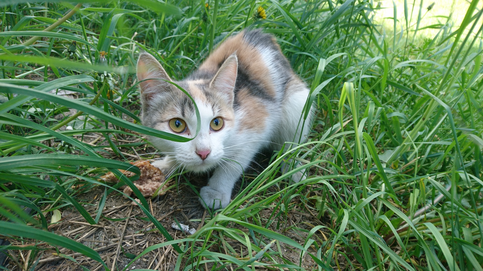 Found a cat! - cat, Lost, Found a cat, Minsk highway, Moscow region, Odintsovo, No rating, Longpost