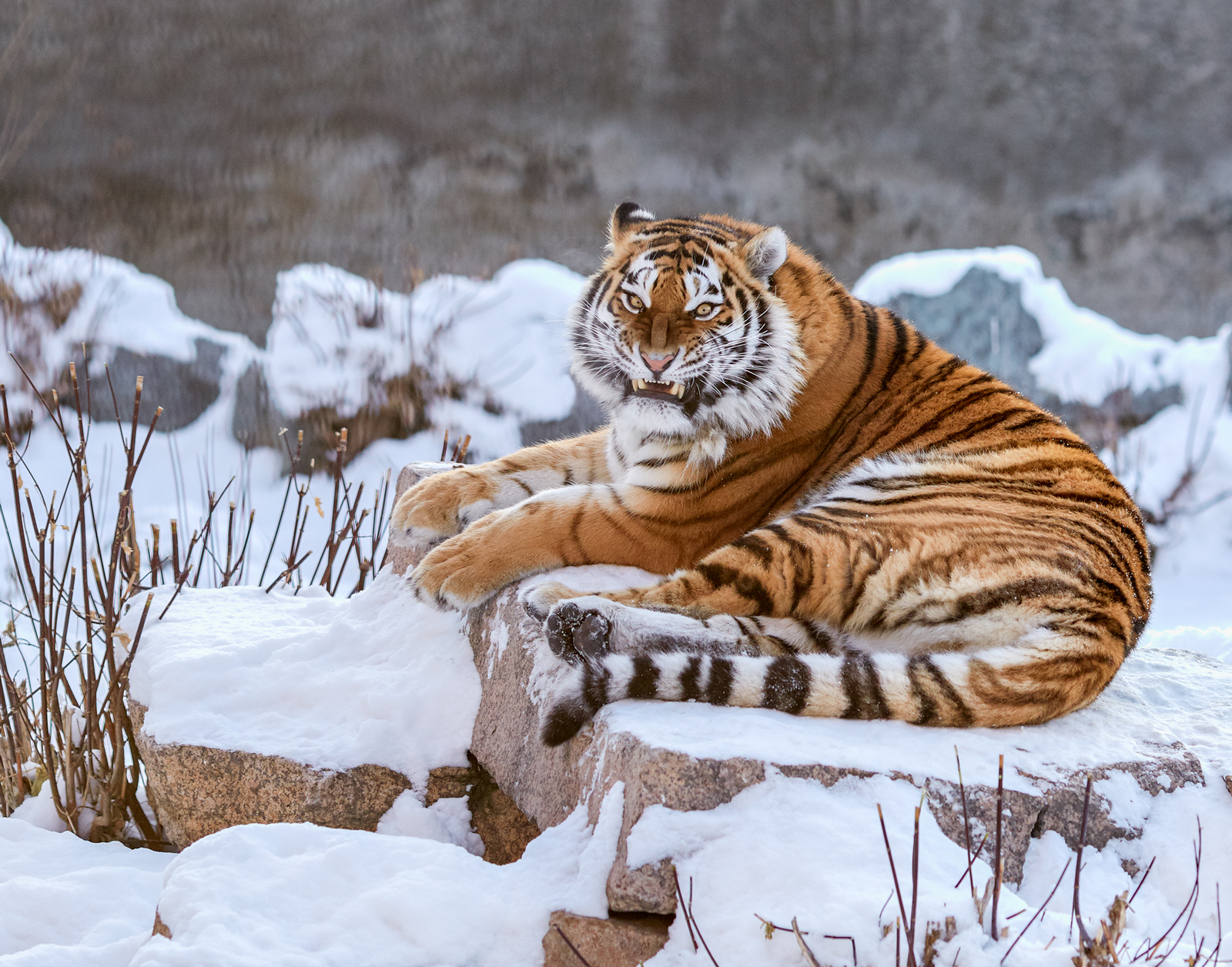 Недовольная тигрица. - The National Geographic, Тигр, Снег