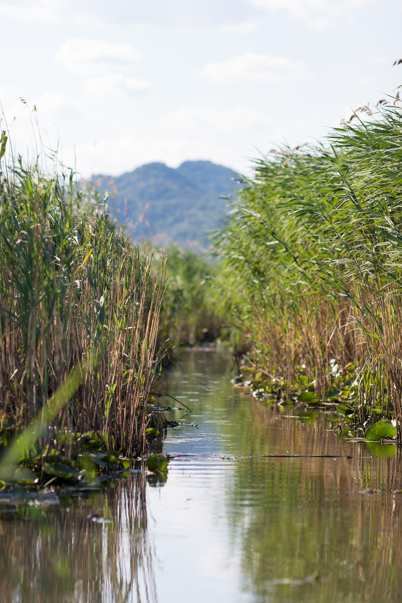 Skadar Lake - My, Montenegro, , Longpost, The photo