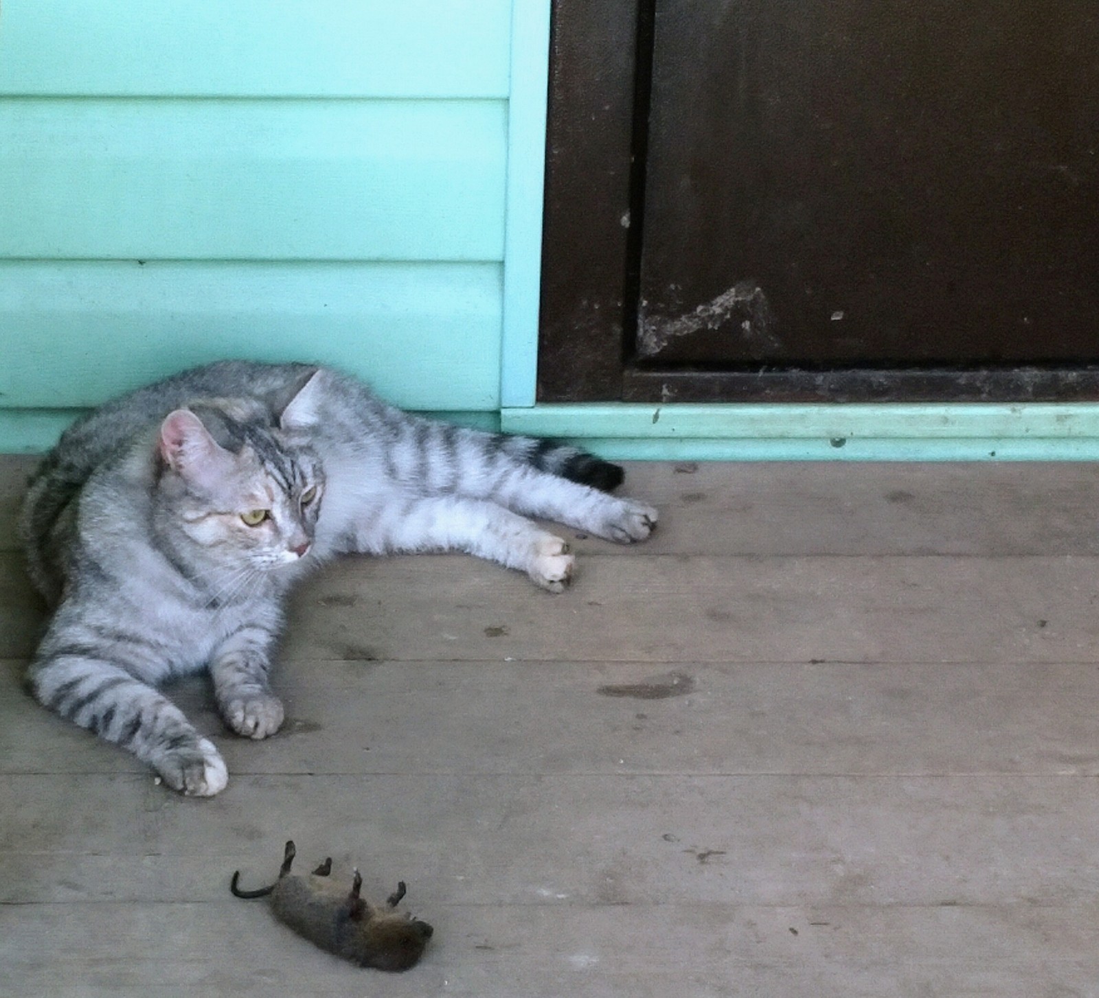 Contribution to the family boiler - My, cat, Mouse, Hunting