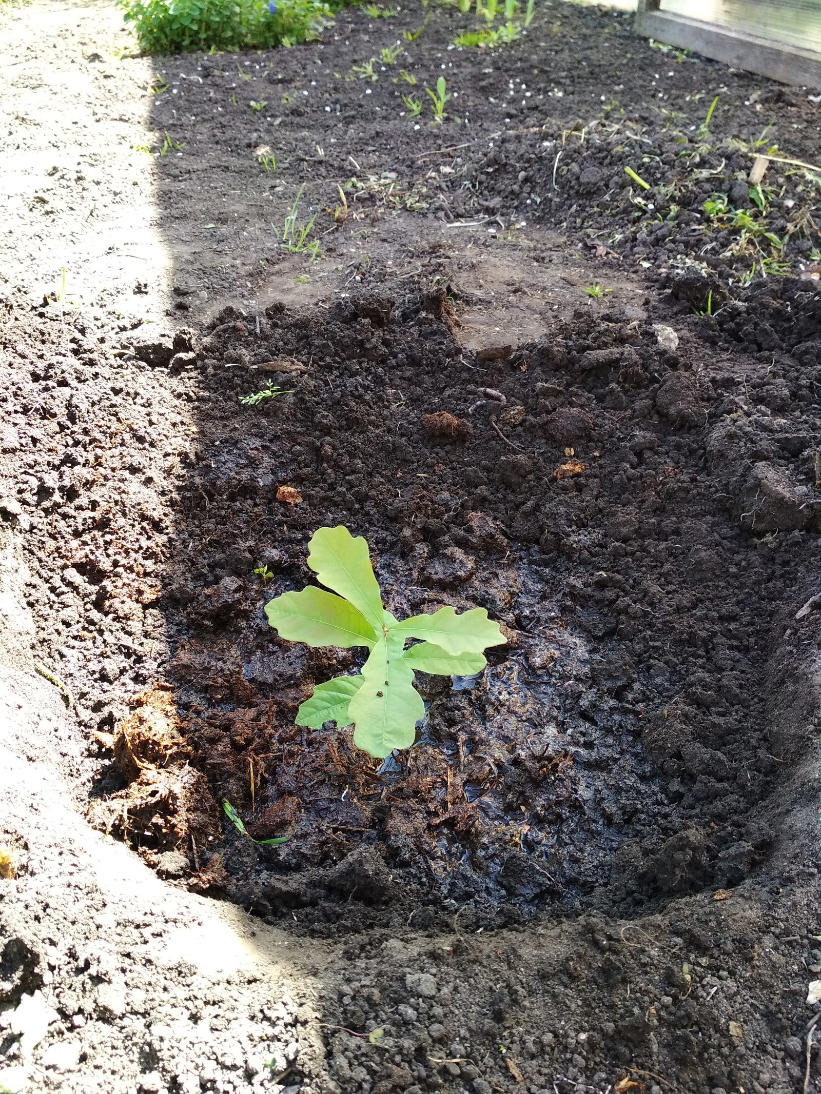 My oak grove - My, Oak, Gardening, Plants, Longpost