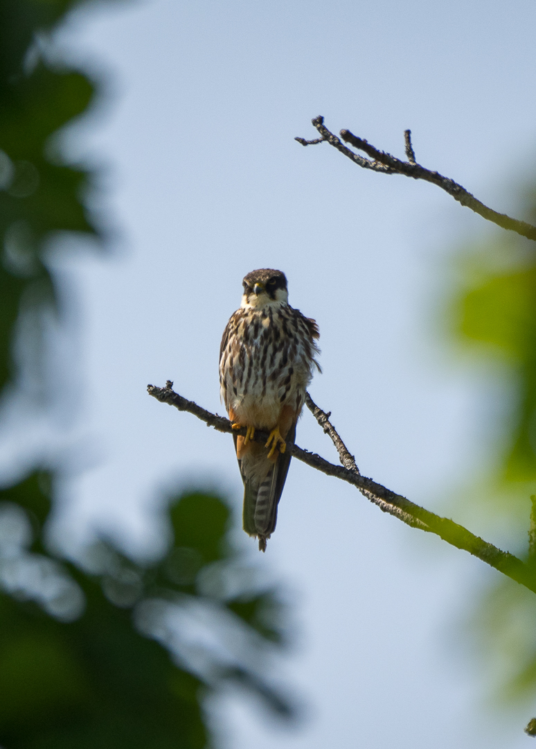 Walk in the Valley of the Atlantis - My, Birds, Photo hunting, Hike, Tourism, Kekkury, , Redstart, Chipmunk, Longpost