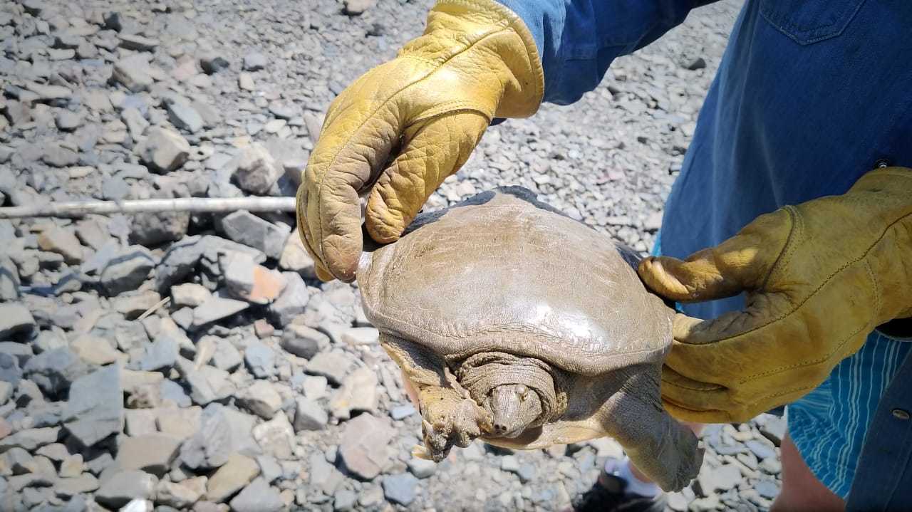 Turtle in the Amur River - Turtle, Fishing, Catch, Komsomolsk-on-Amur, Video