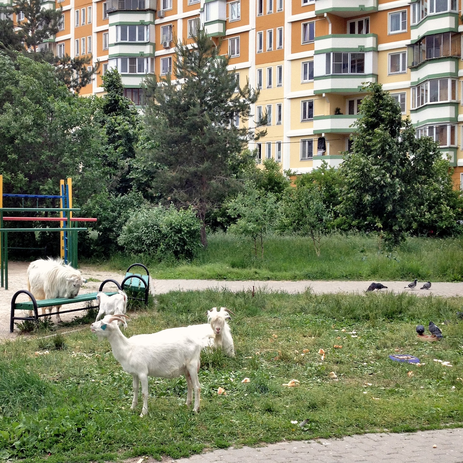 In the Moscow courtyard - My, Animals, The photo, Longpost