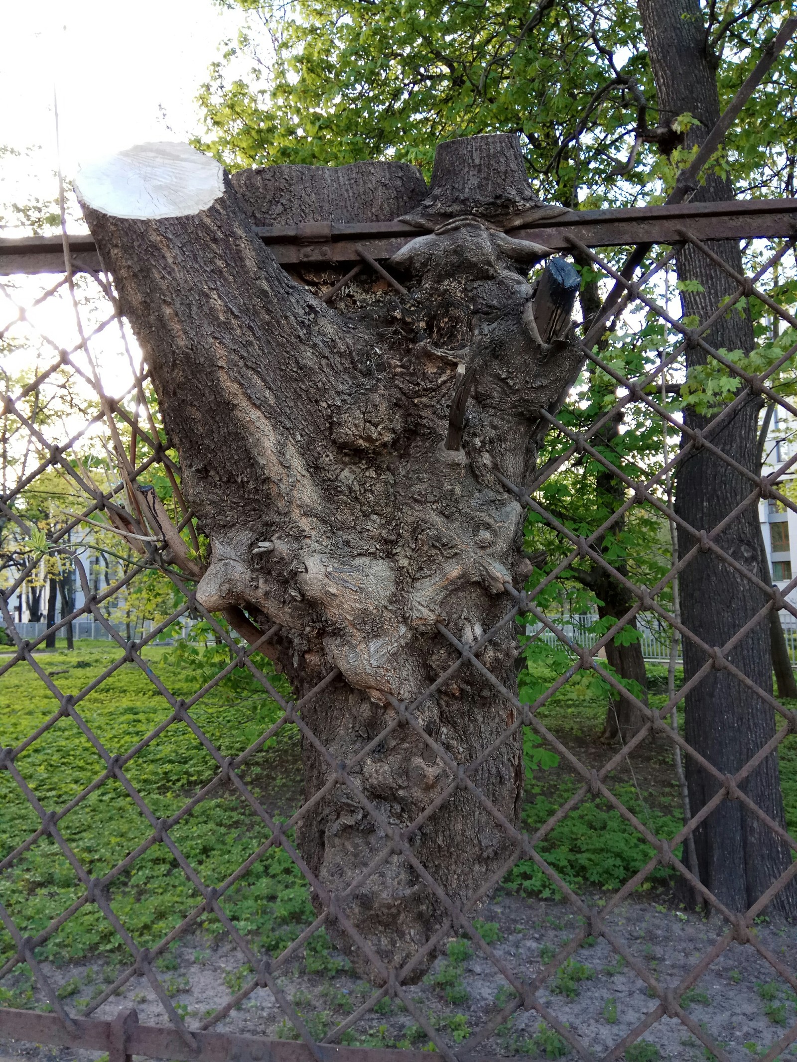 It could, but it was cut down. - My, Tree, Fence