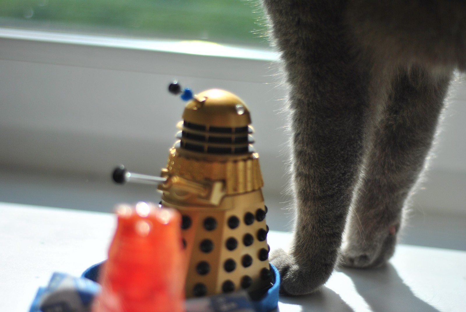 Soft kitty worm kitty - My, cat, British, Scottish lop-eared, Daleks, Doctor Who, Paws, The photo, Longpost