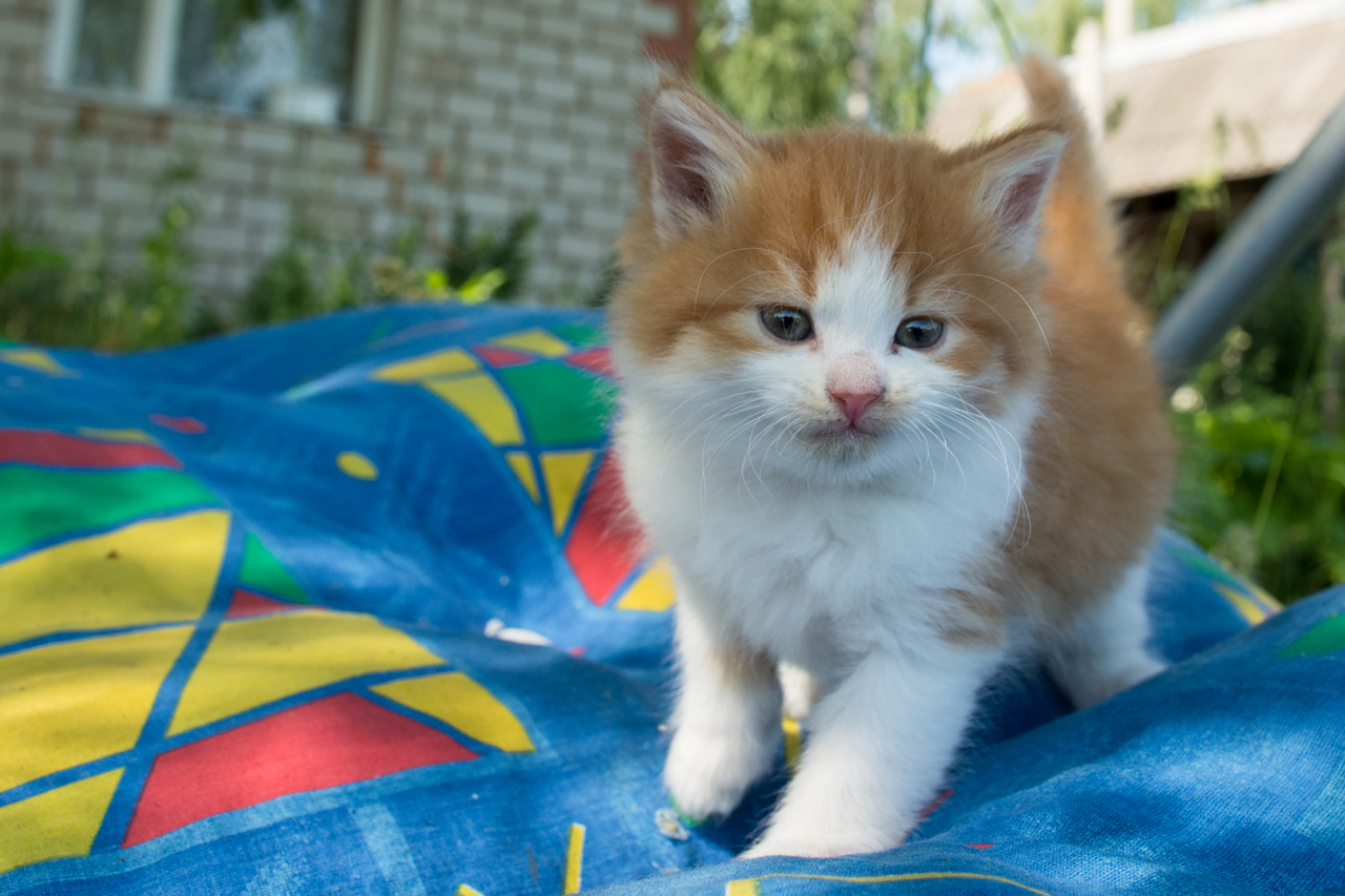 Котята в добрые руки - Моё, Котята отдаем, В добрые руки, Бесплатно, Милота, Рыжие, Длиннопост, Кот, Без рейтинга