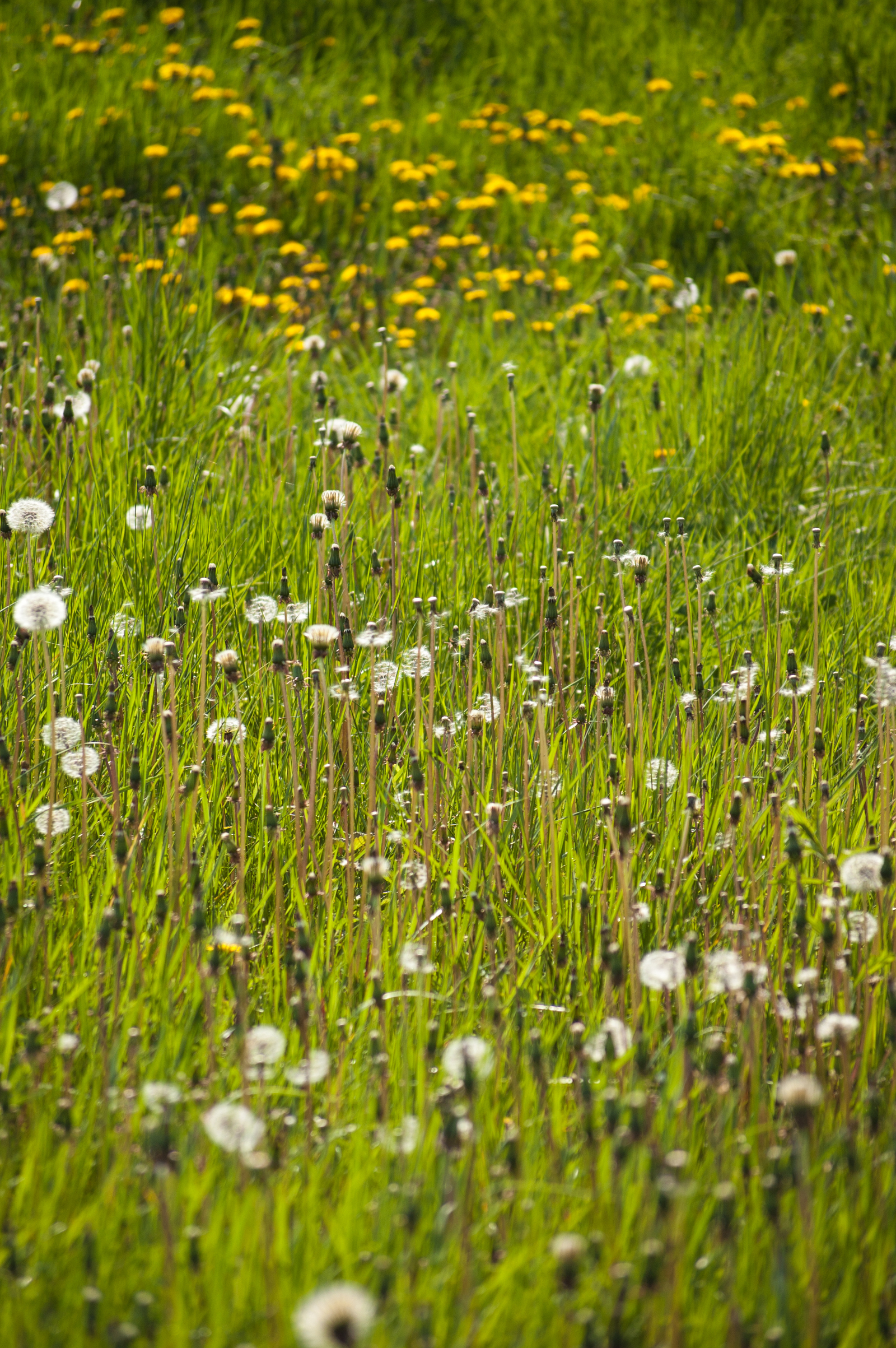 Summer has come! - My, Summer, Insects, Bees, Nature, Beginning photographer, I want criticism, Longpost