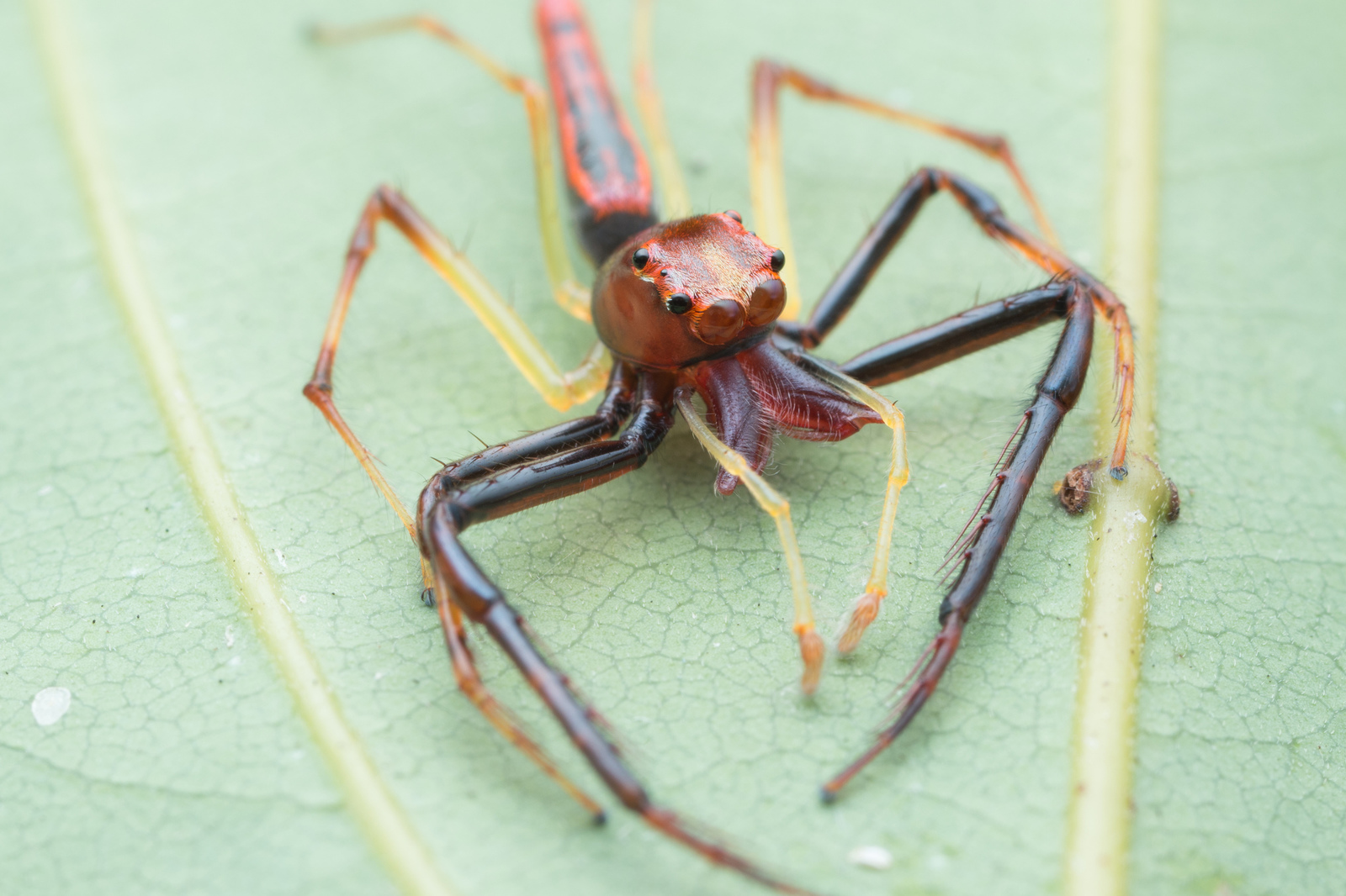 Паук попрыгунчик макро - Паук, Арахнофобия, Попрыгунчик, Salticidae, Длиннопост