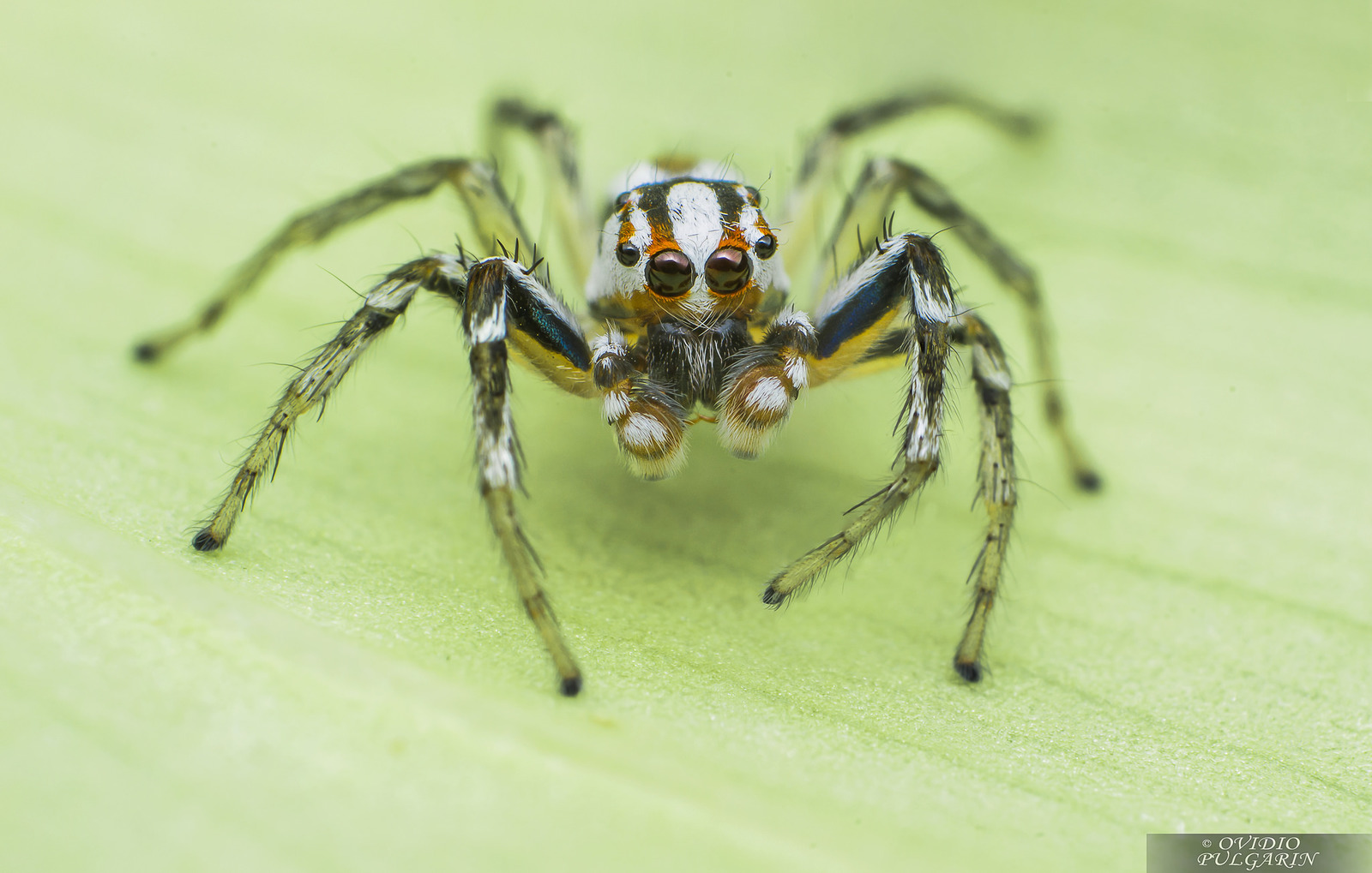 Паук попрыгунчик макро - Паук, Арахнофобия, Попрыгунчик, Salticidae, Длиннопост