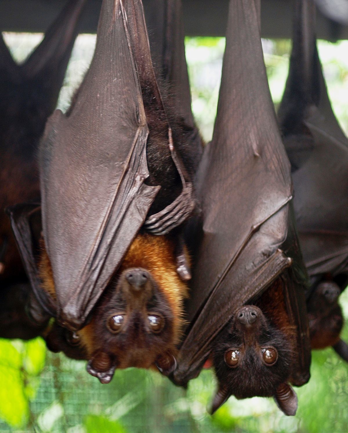 Kalong or giant flying fox. - The photo, Longpost, , Bats, Milota, Animals