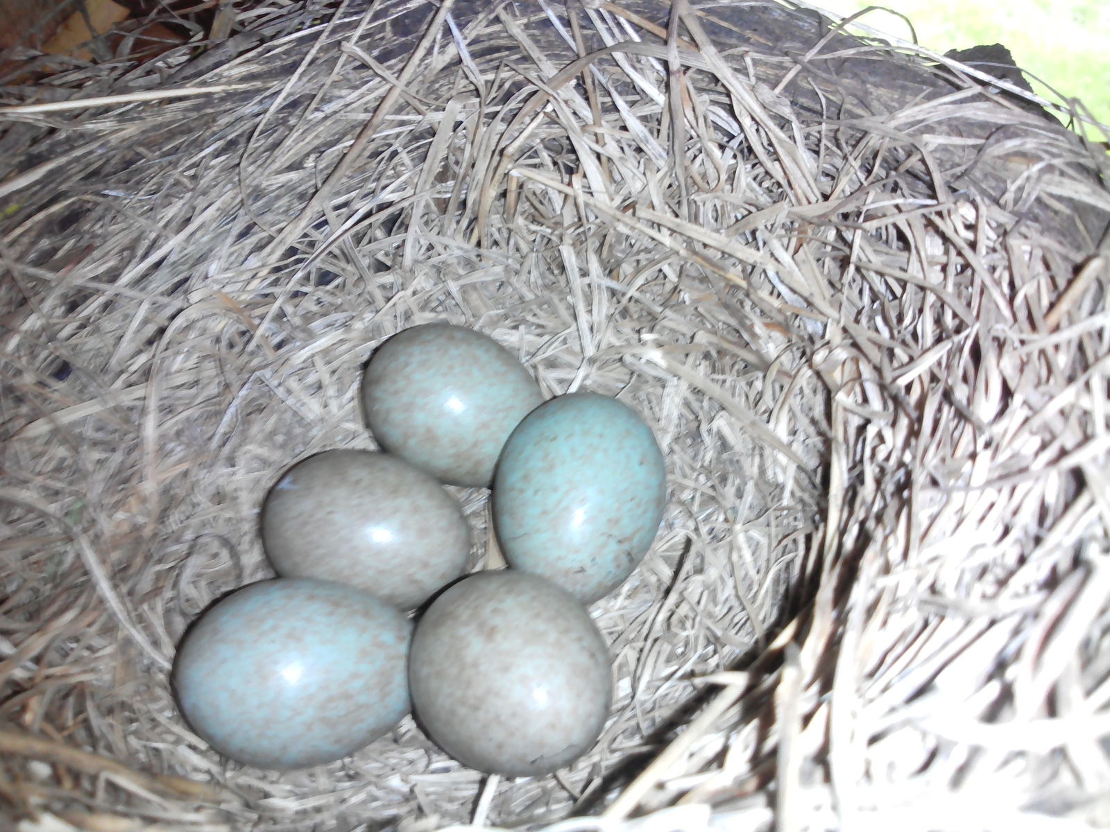 Who is this? - My, Nest, Eggs, Bath, Longpost