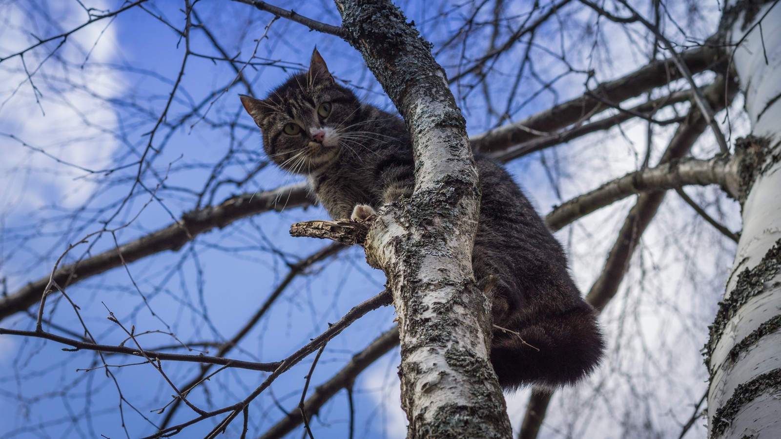 Provincial cats. - My, cat, Beginning photographer, Canon, First post, Longpost