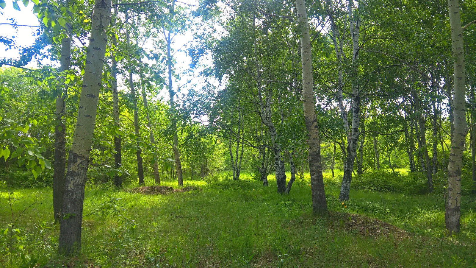 Лес в июне Украина фото