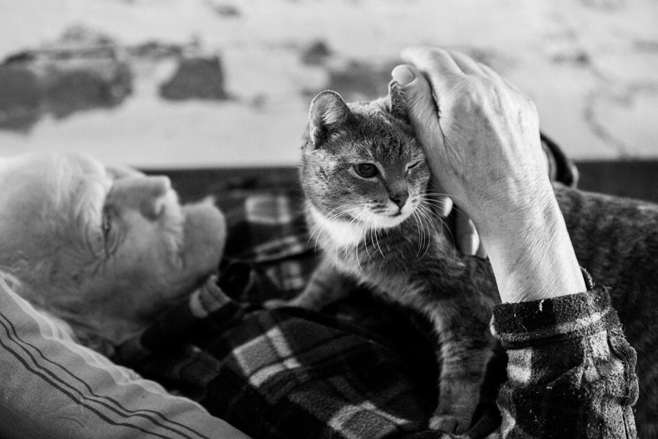 grandfather and cat - cat, Grandfather, Without words, Longpost