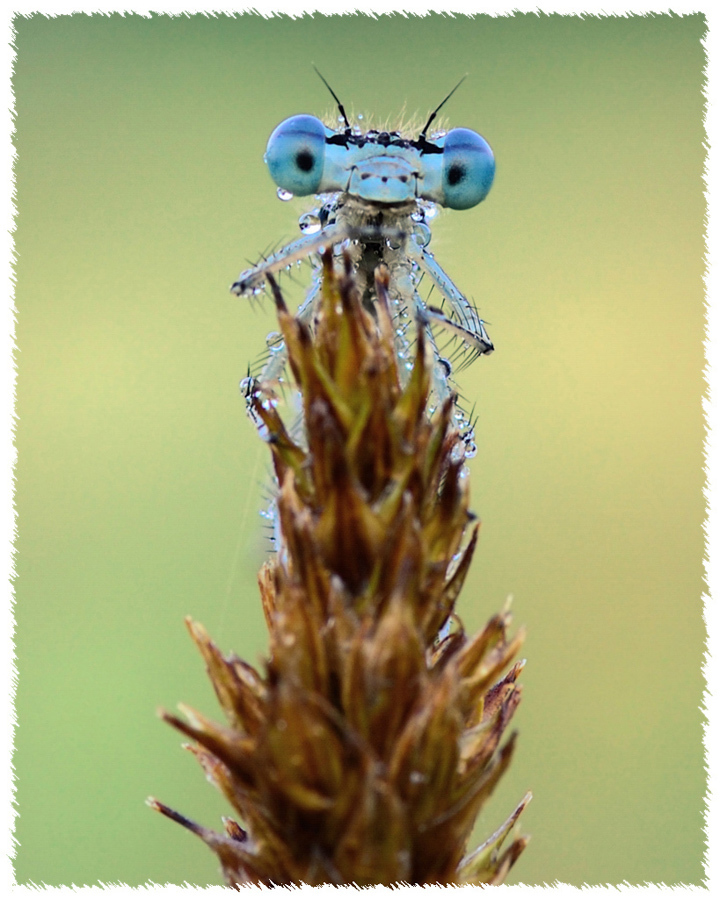 Dragonfly hide and seek - Dragonfly, Insects, Macro, Hide and seek, Living world, The photo, Longpost, Macro photography