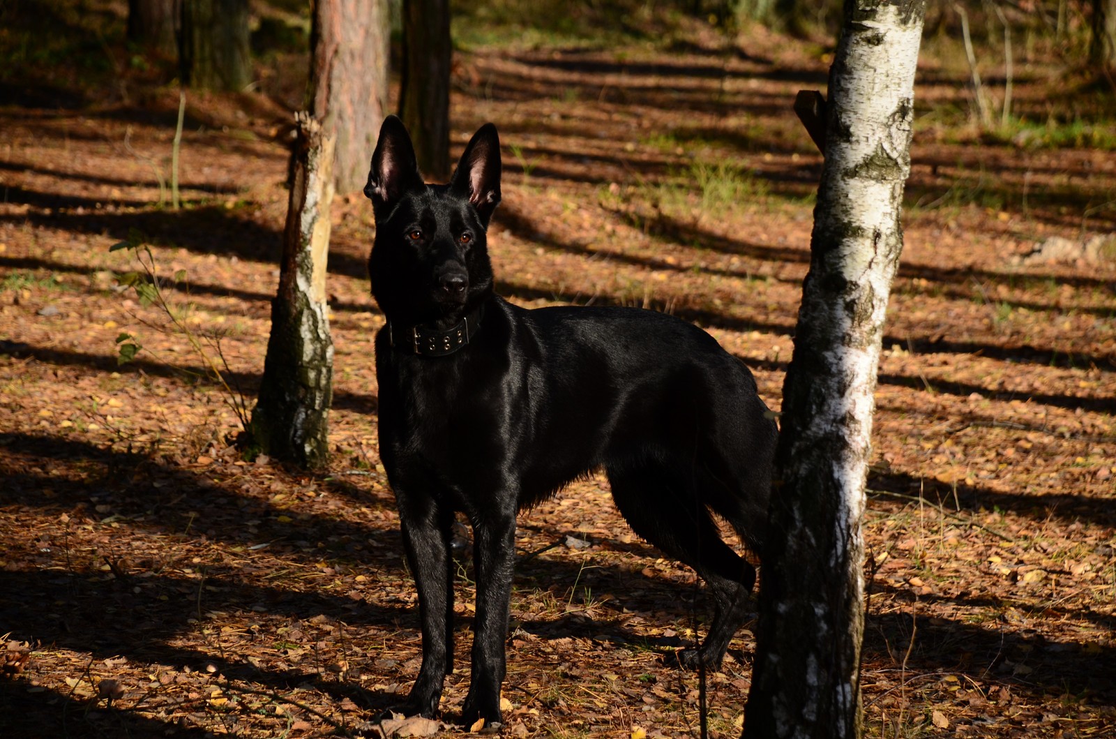 Cuba - My, Nikon, Nikkor, The photo, Dog, Animals, Pets, Pet, East European Shepherd, Pet