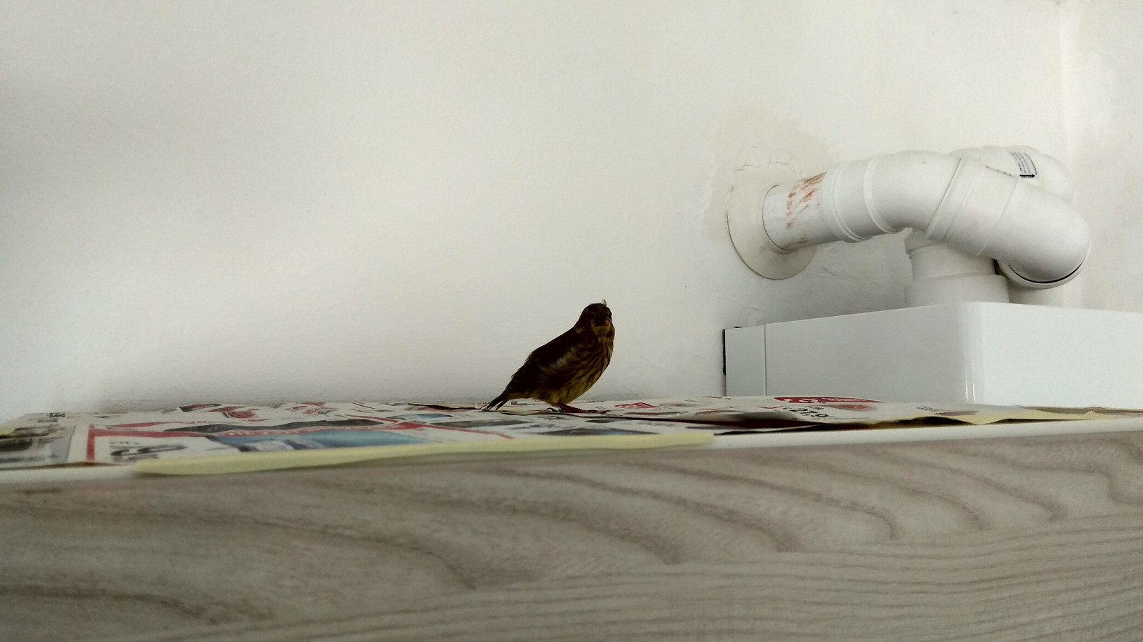 Flew into the apartment... - Sparrow, Chick, Birds