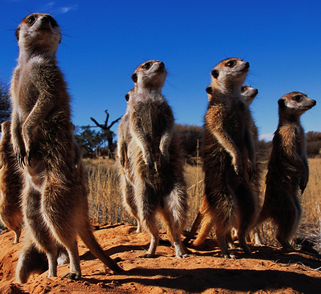 Meerkats - Meerkat, Animals, The photo