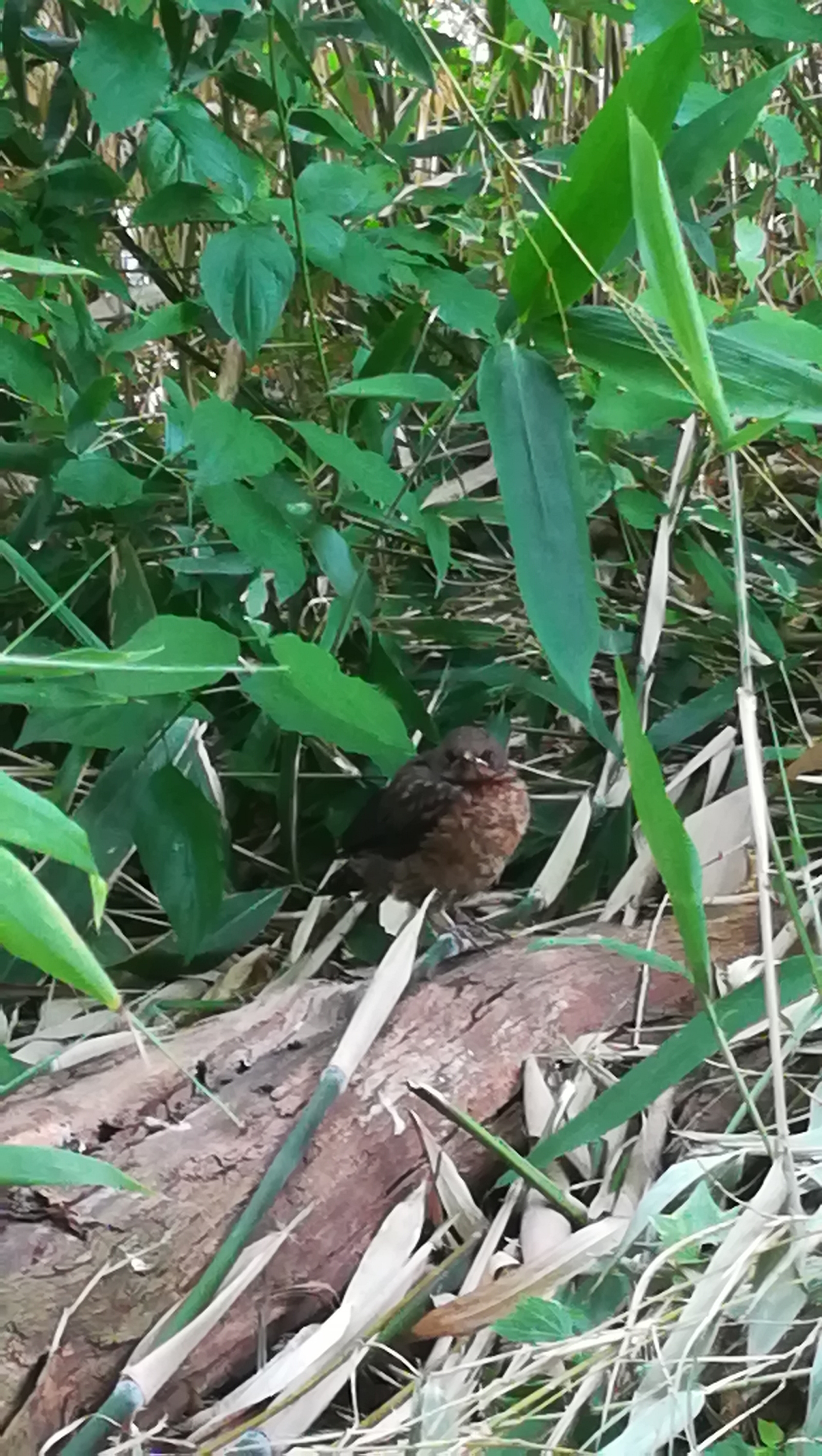 Our guests have grown up - My, Thrush, Video, Longpost, 