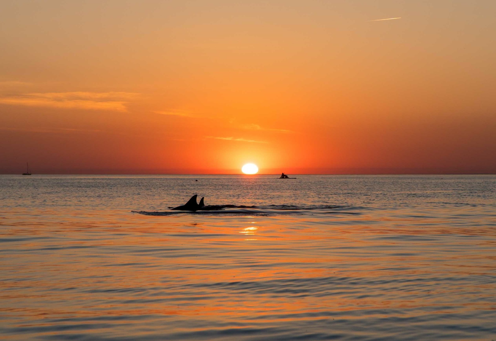 Few dolphins at sunset - My, Sunset, Anapa, Black Sea, Glanders, Sea, Dolphin, SUPsurfing