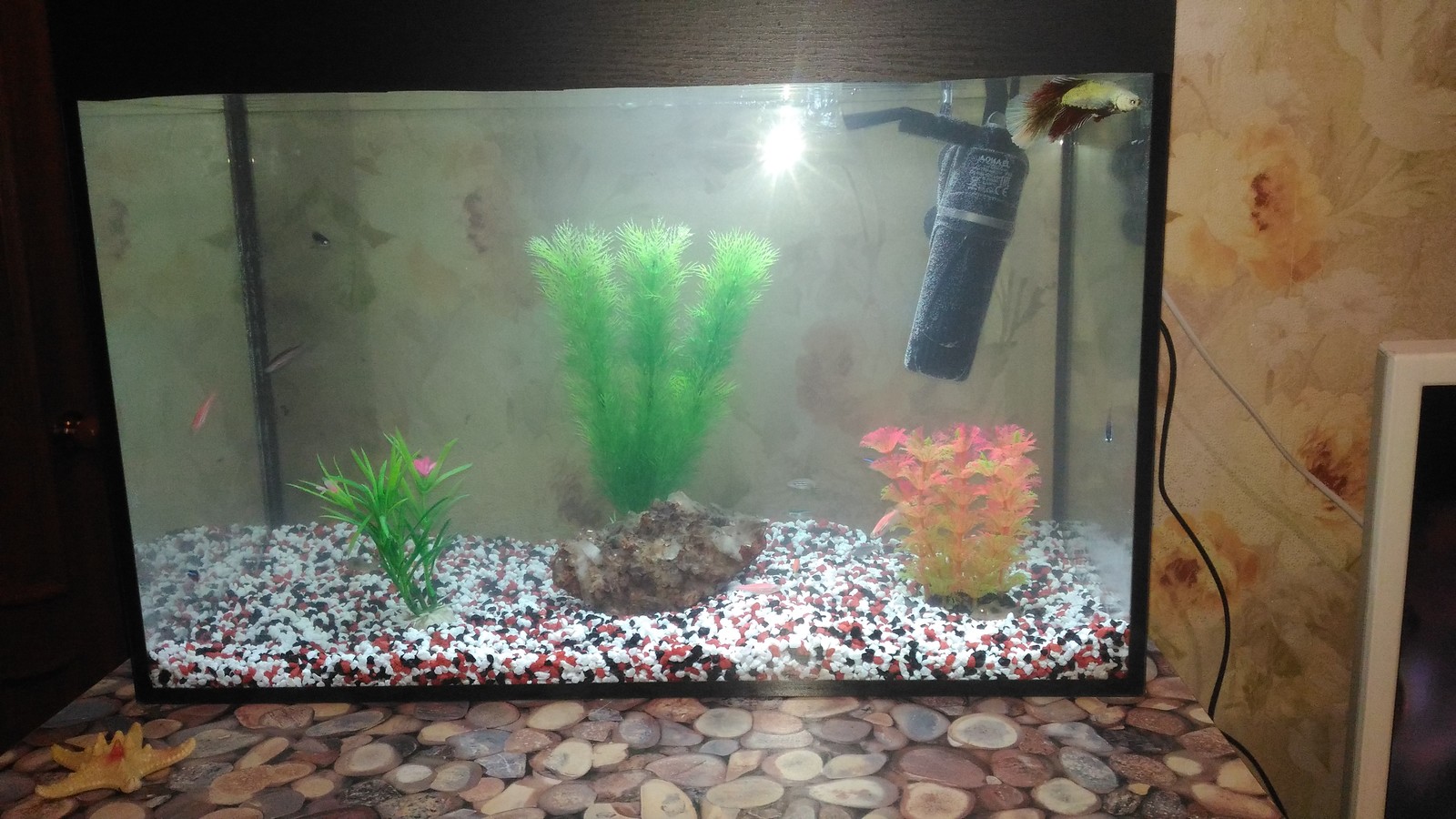 My 5 kopecks or aqua 40 liters - My, Aquarium, Aquarium fish, My, Longpost, cat, Aquarium