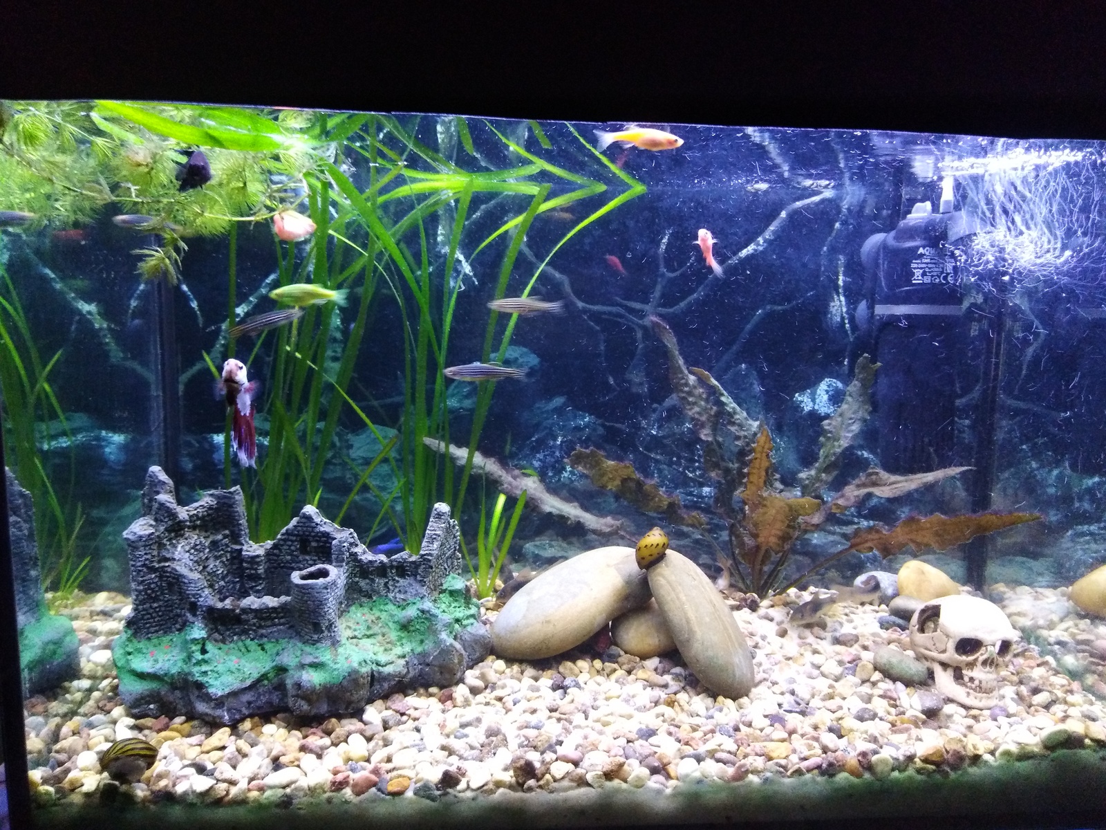 My 5 kopecks or aqua 40 liters - My, Aquarium, Aquarium fish, My, Longpost, cat, Aquarium